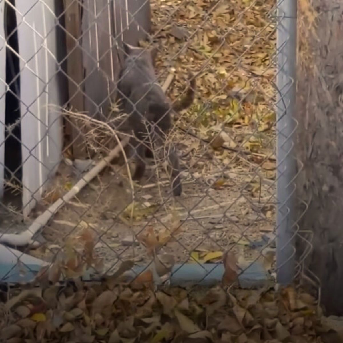 gray cat walking outside