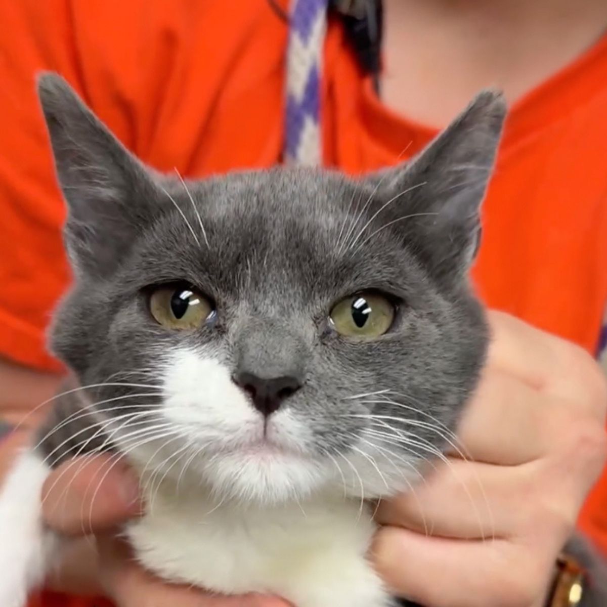 gray cat with sad eyes