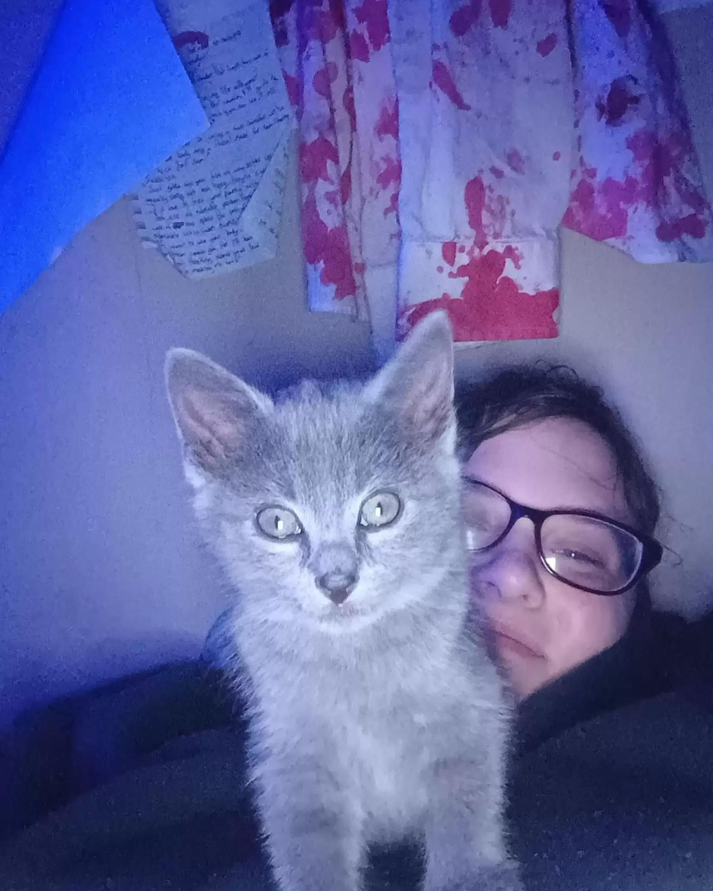 gray kitten and woman