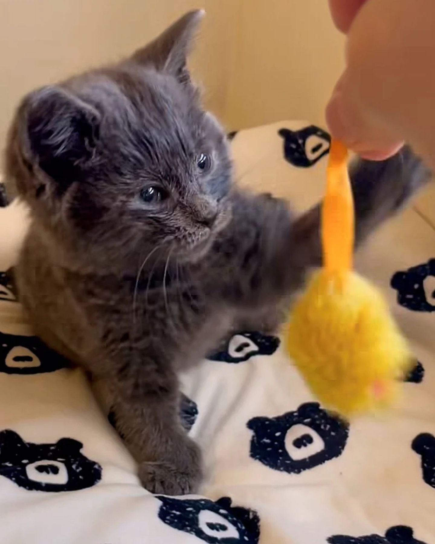 gray kitten is playing with a yellow toy