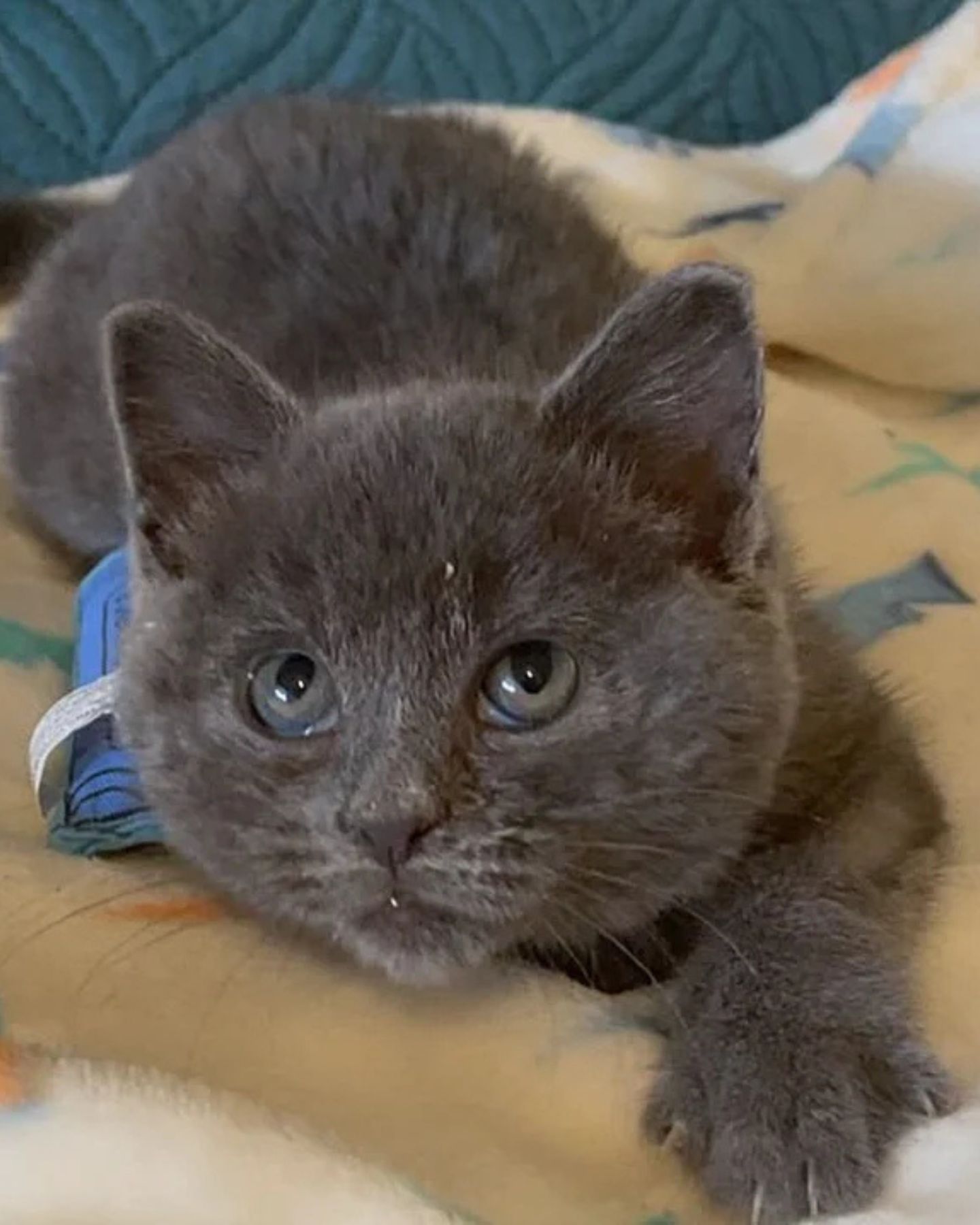 gray kitten looking up