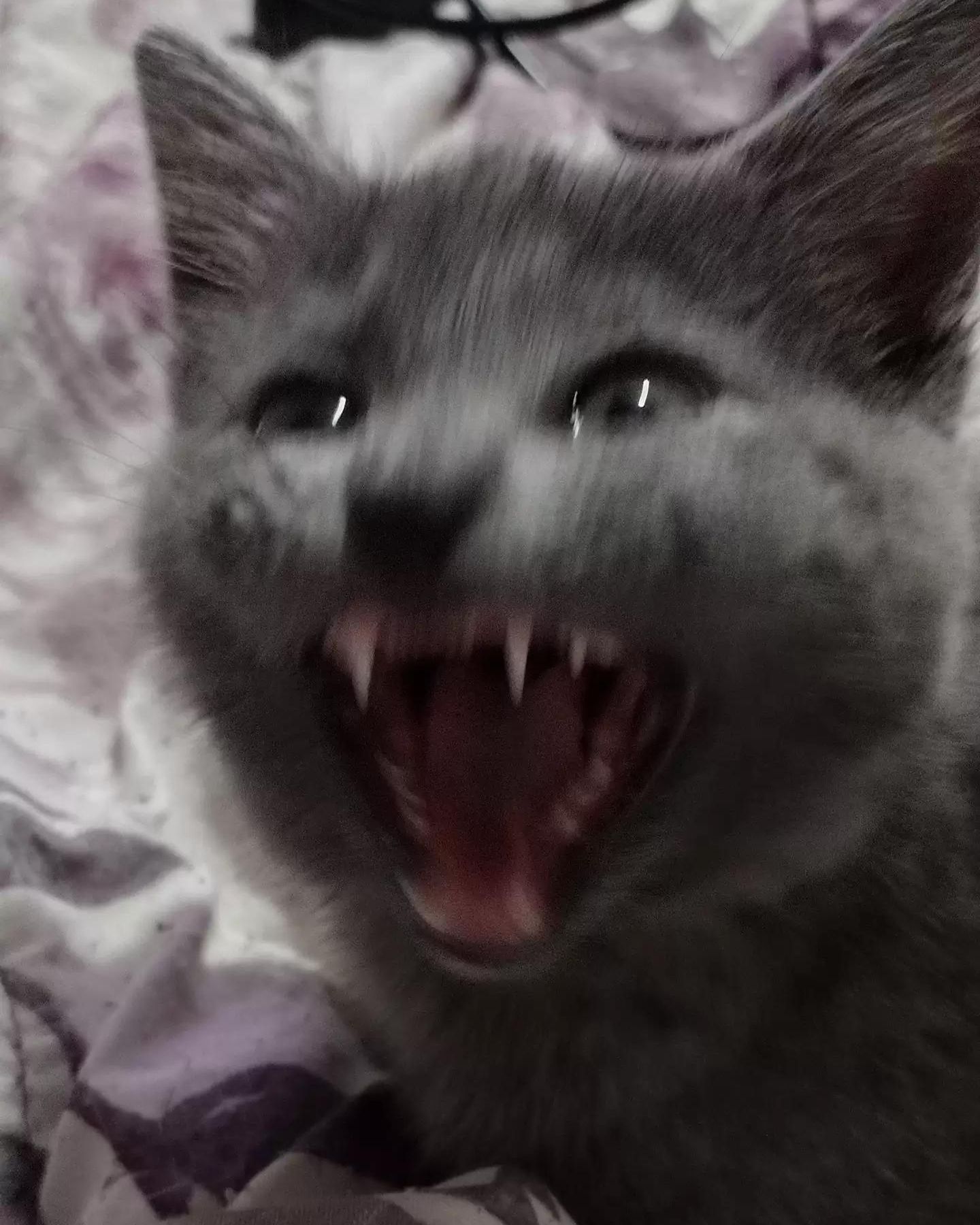 gray kitten meows warily