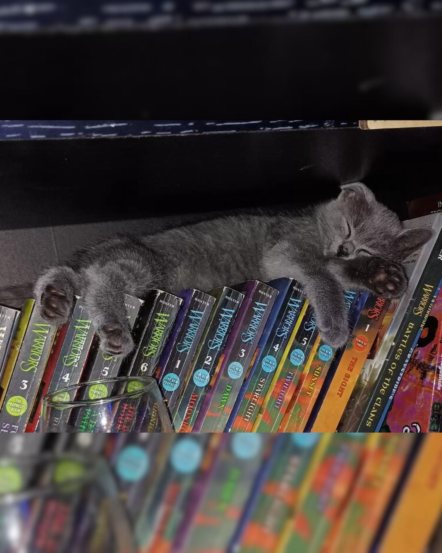 gray kitten sleeps on books