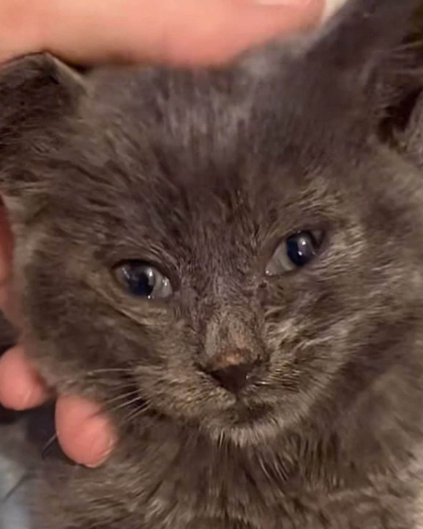 gray kitten with sad eyes