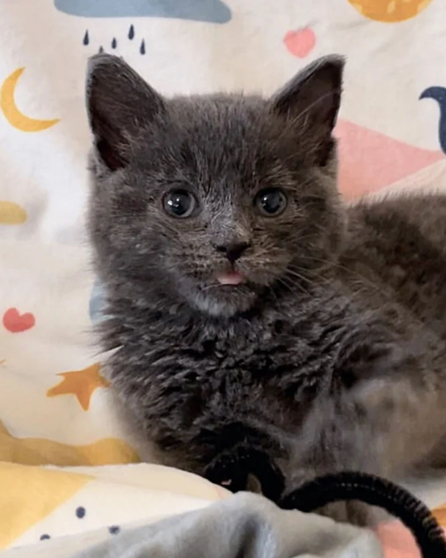 gray kitten with tongue out