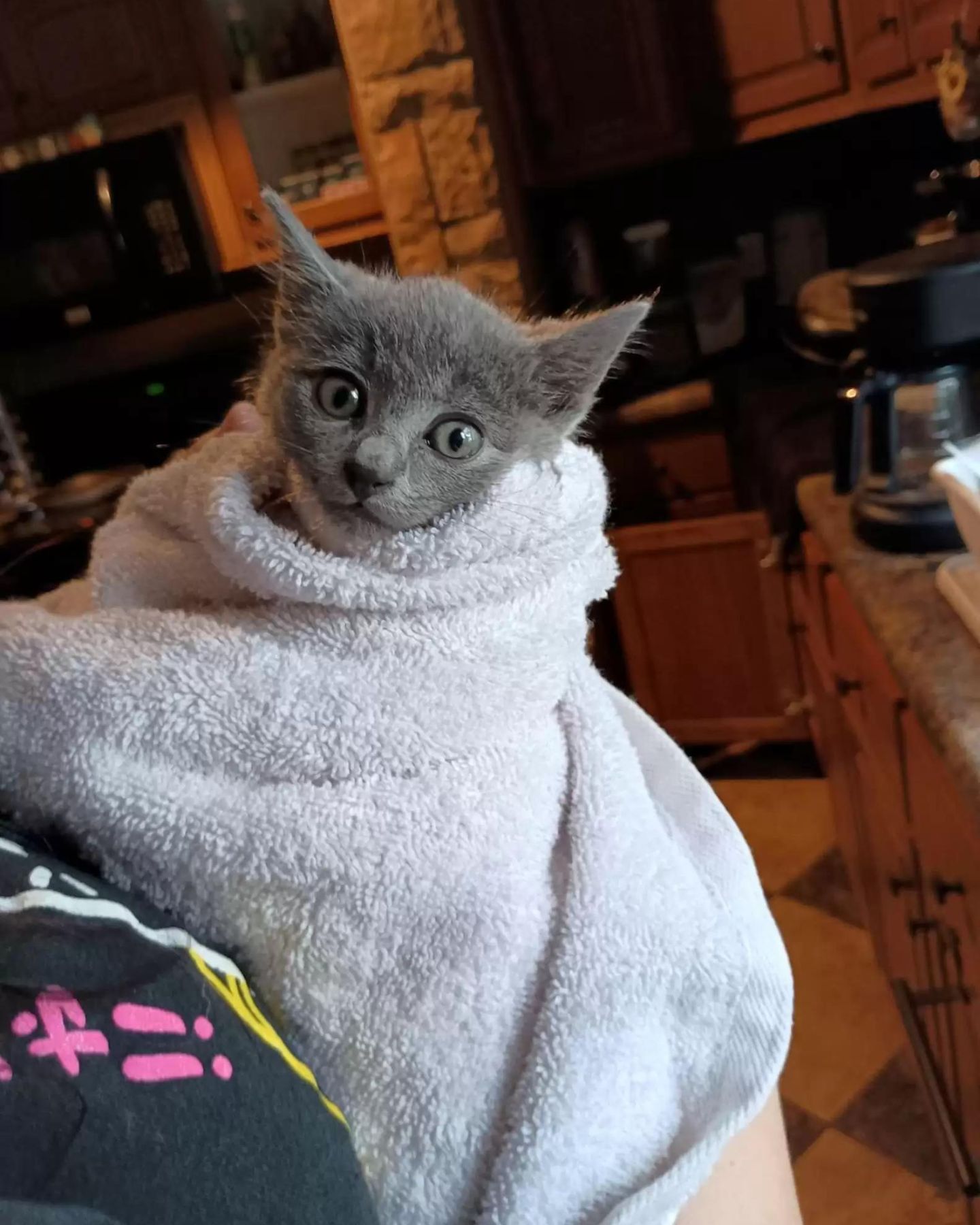 gray kitten wrapped in a towel