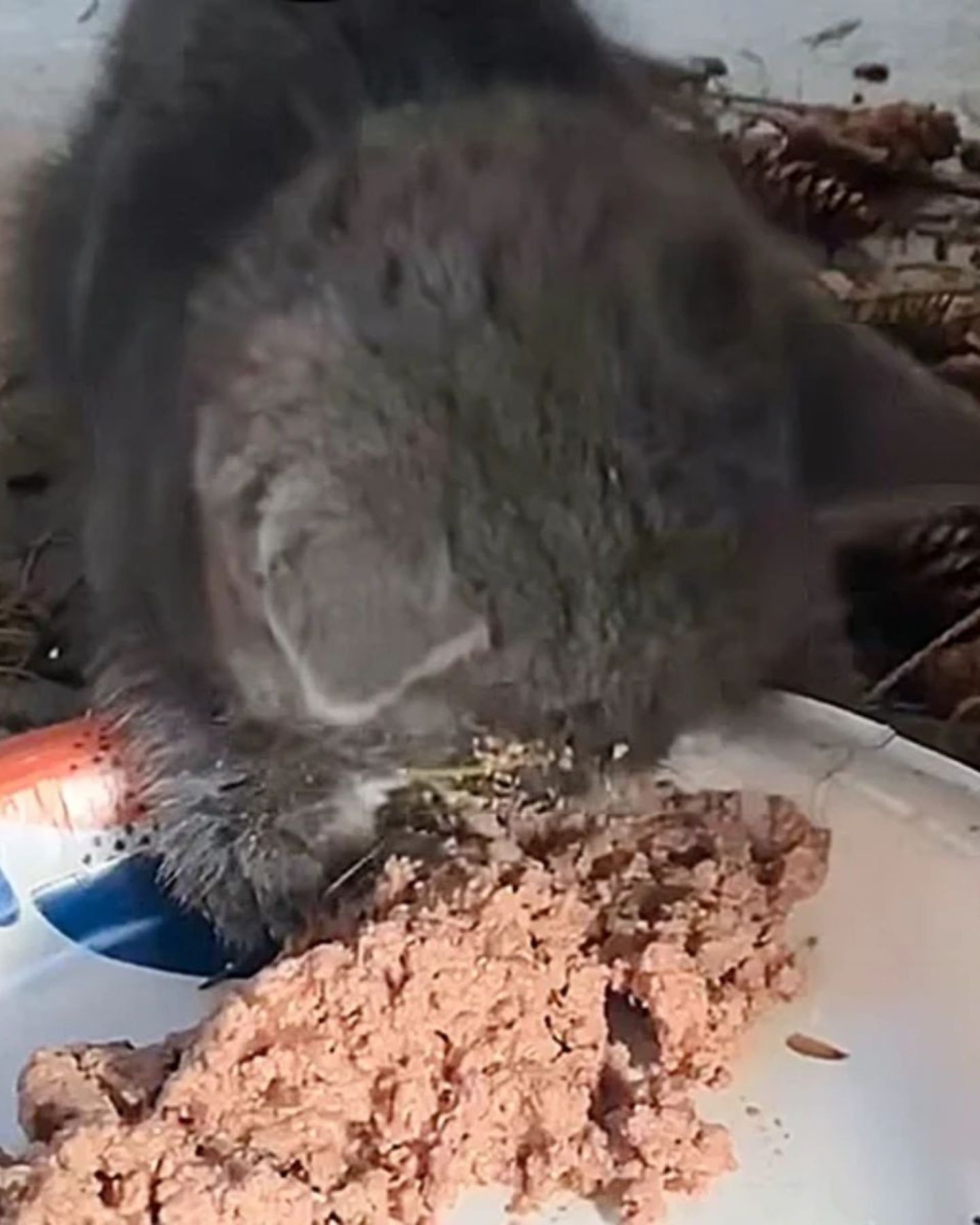 gray little kitten is eating