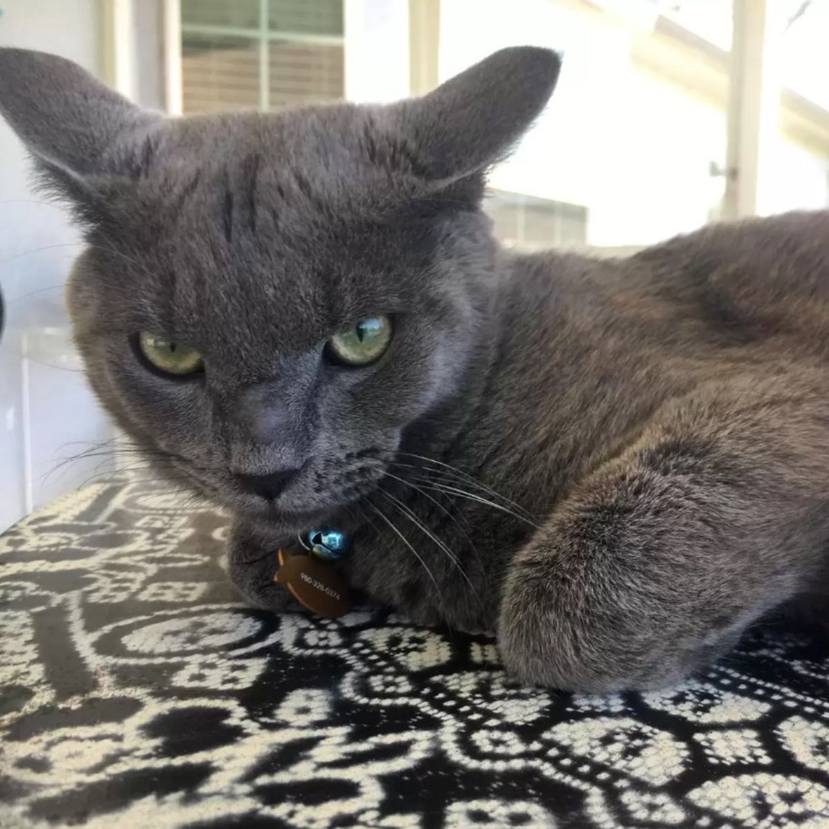 gray shelter cat
