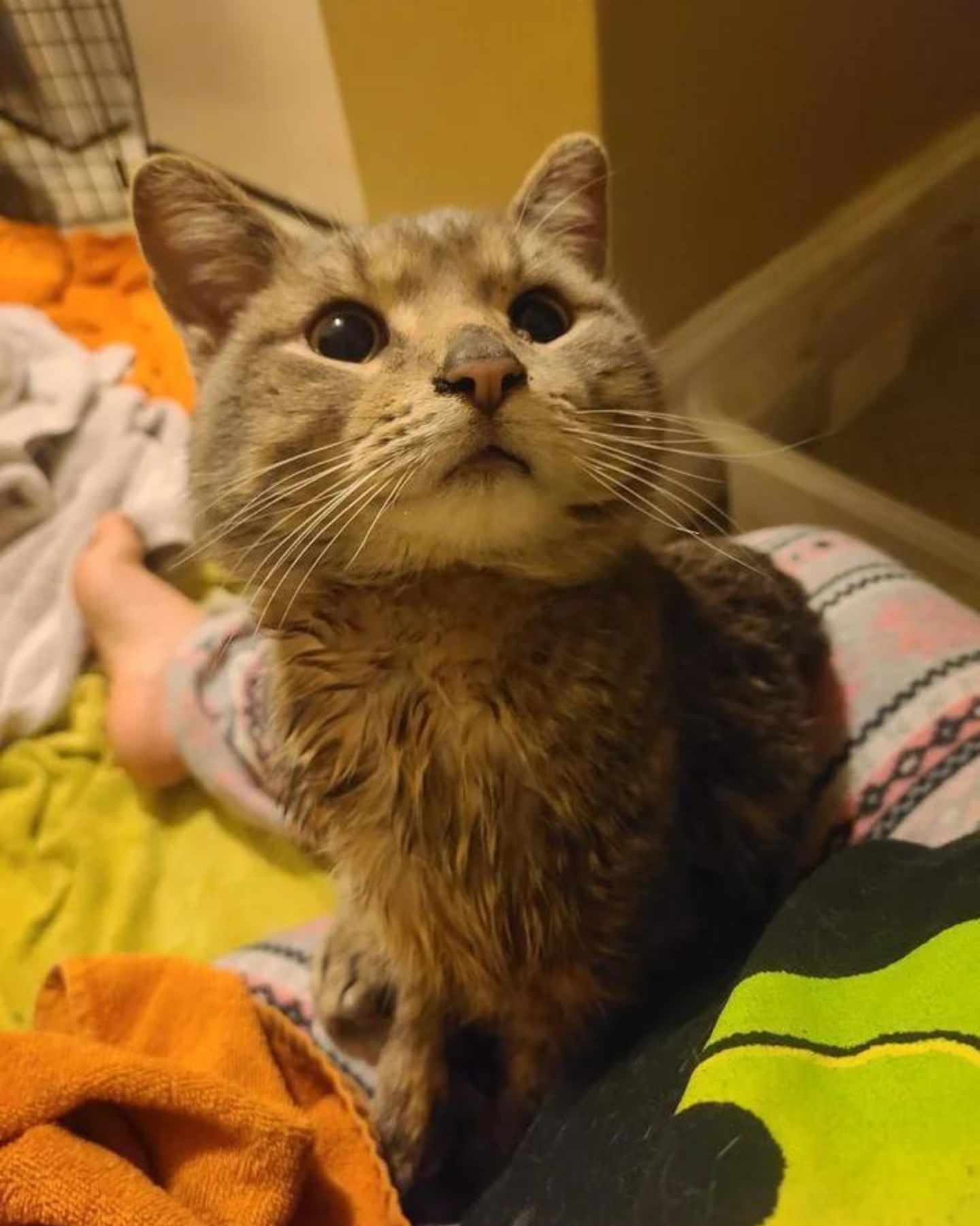 gray tabby cat bathed
