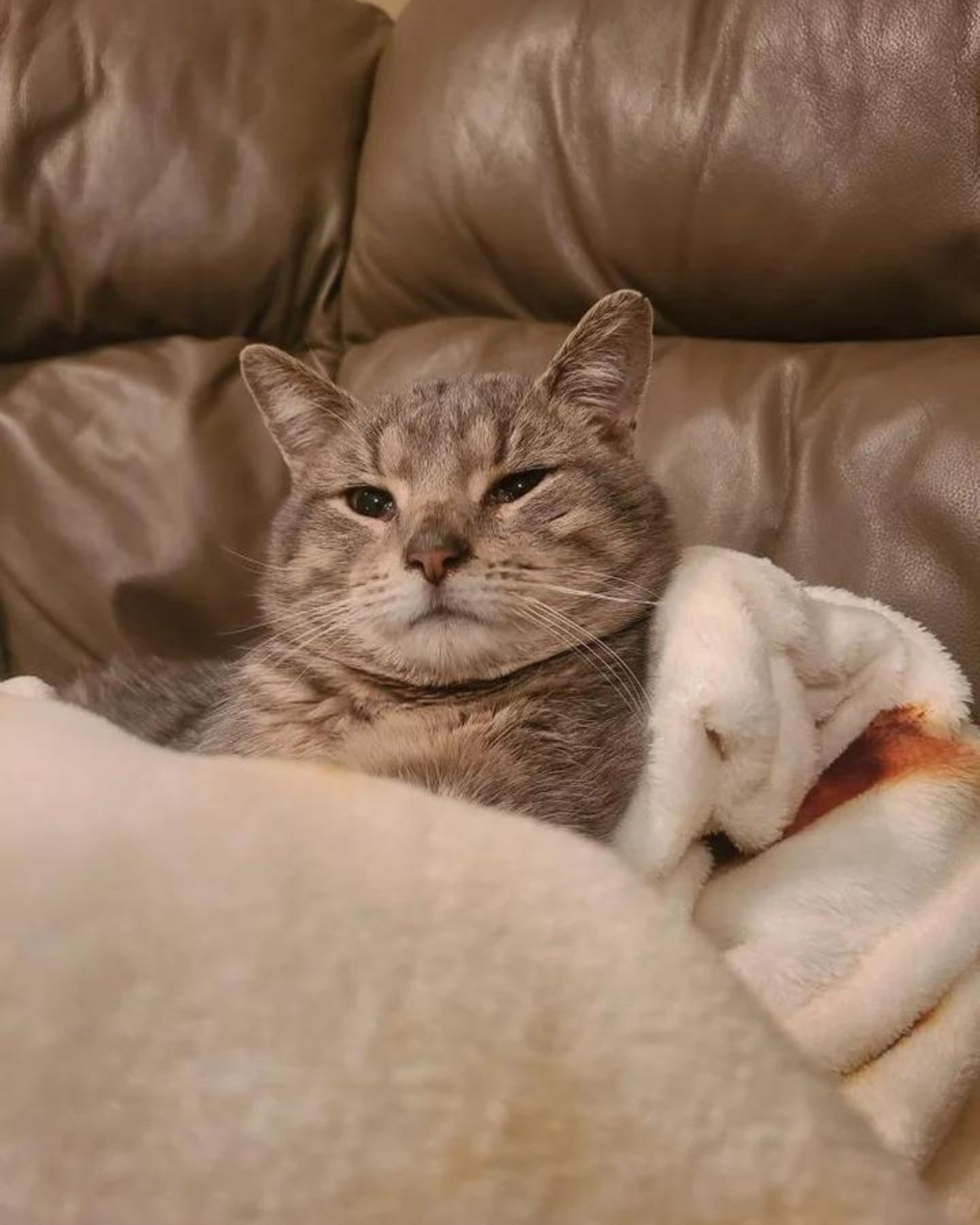 gray tabby cat enjoys a blanket