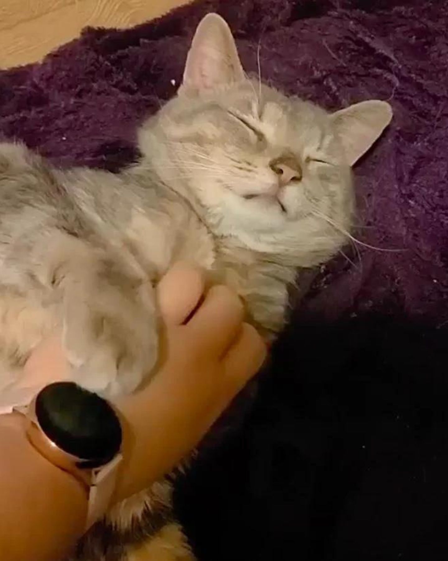gray tabby cat enjoys cuddling
