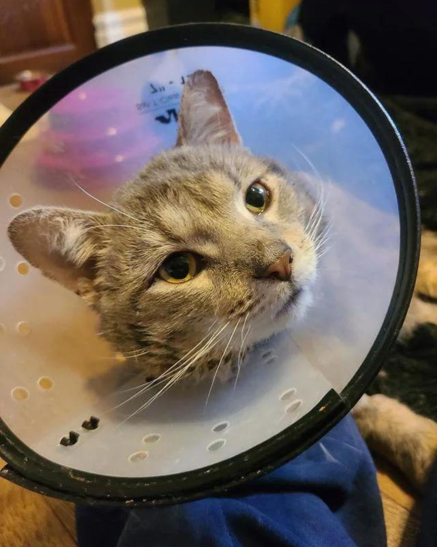 gray tabby cat has a collar