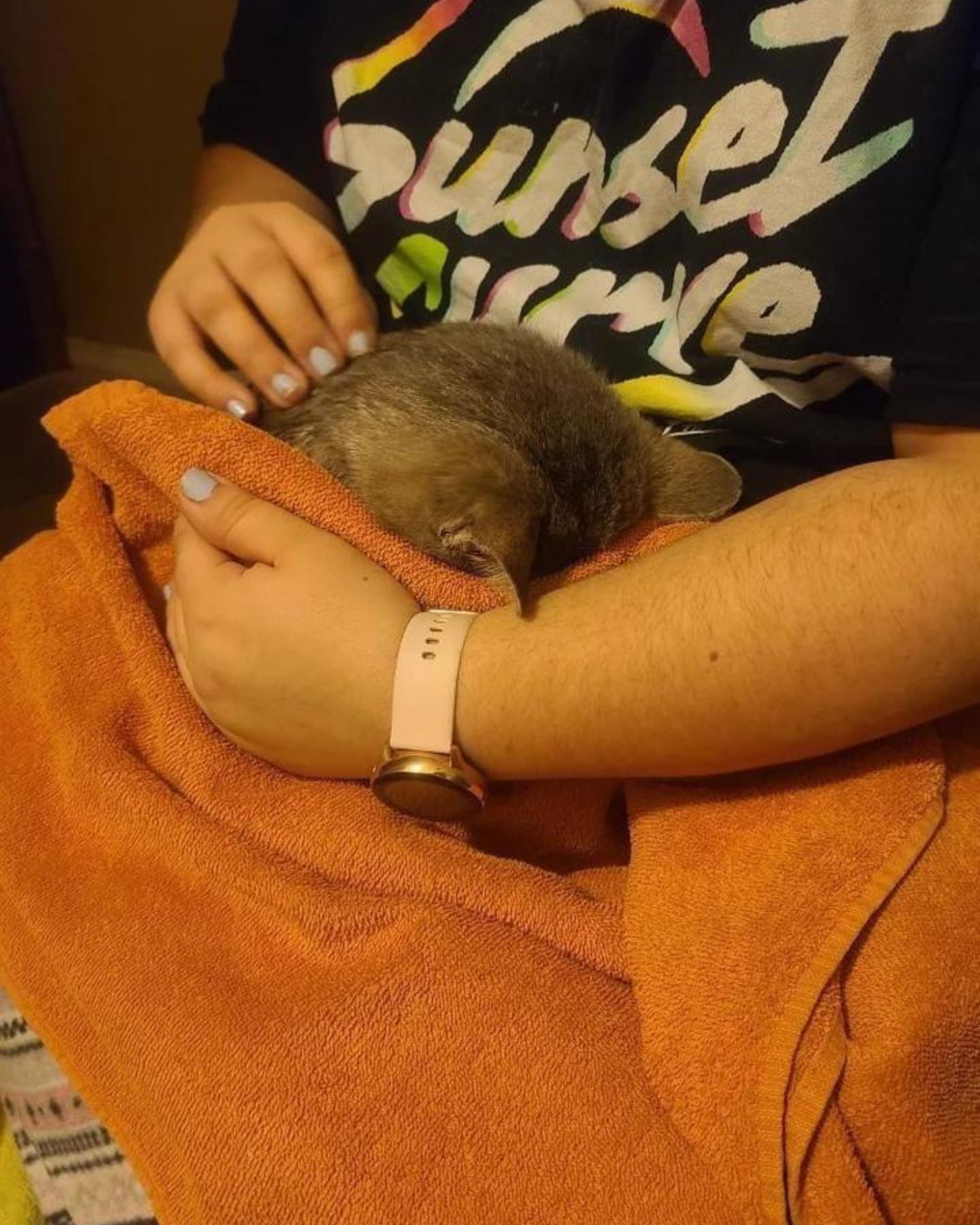 gray tabby cat hides under a blanket