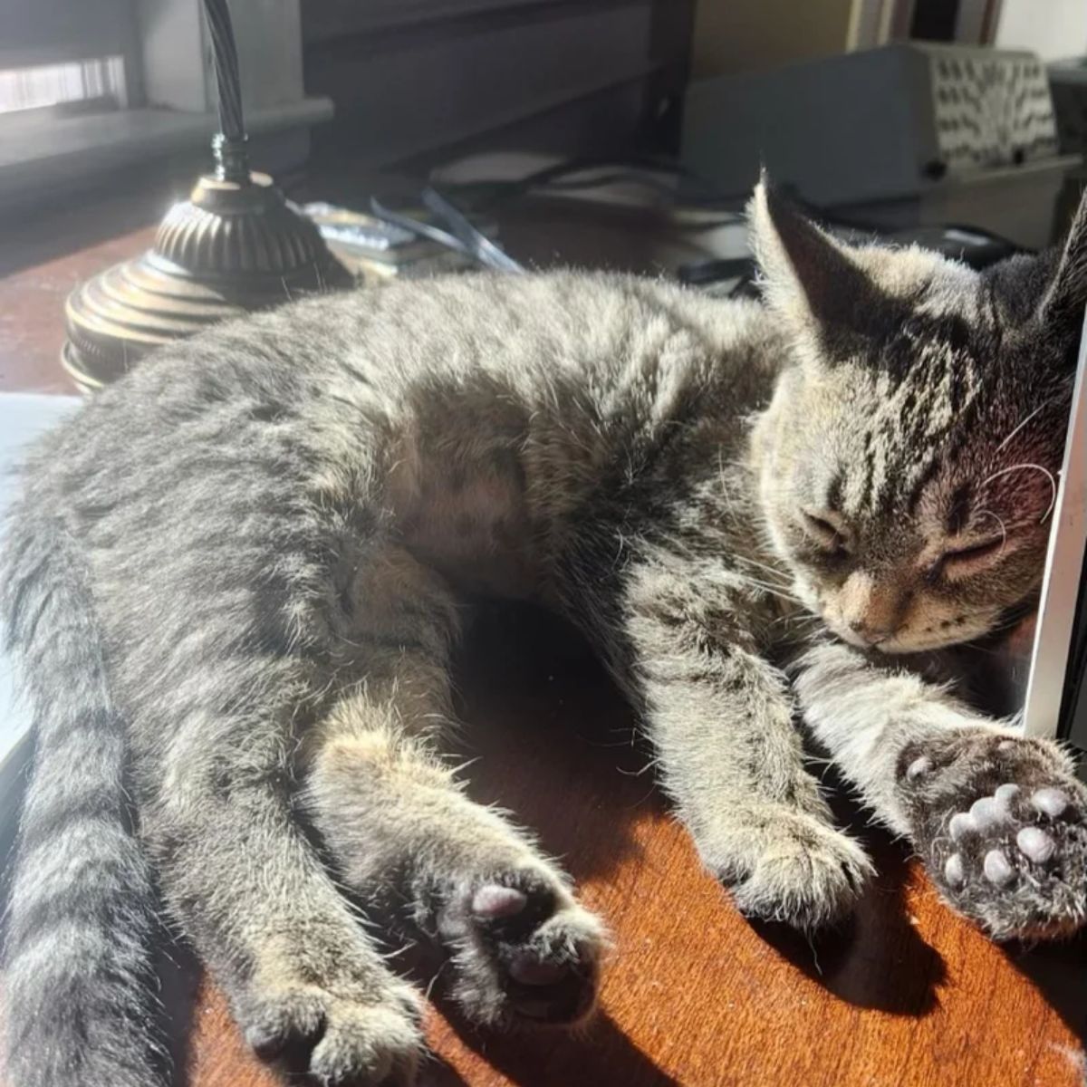 gray tabby kitten sleeping