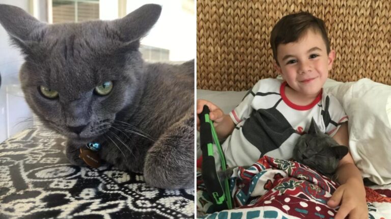 Sad Shelter Cat Finds Loving Home With Oregon Boy But Their Bond Ends In Tragedy