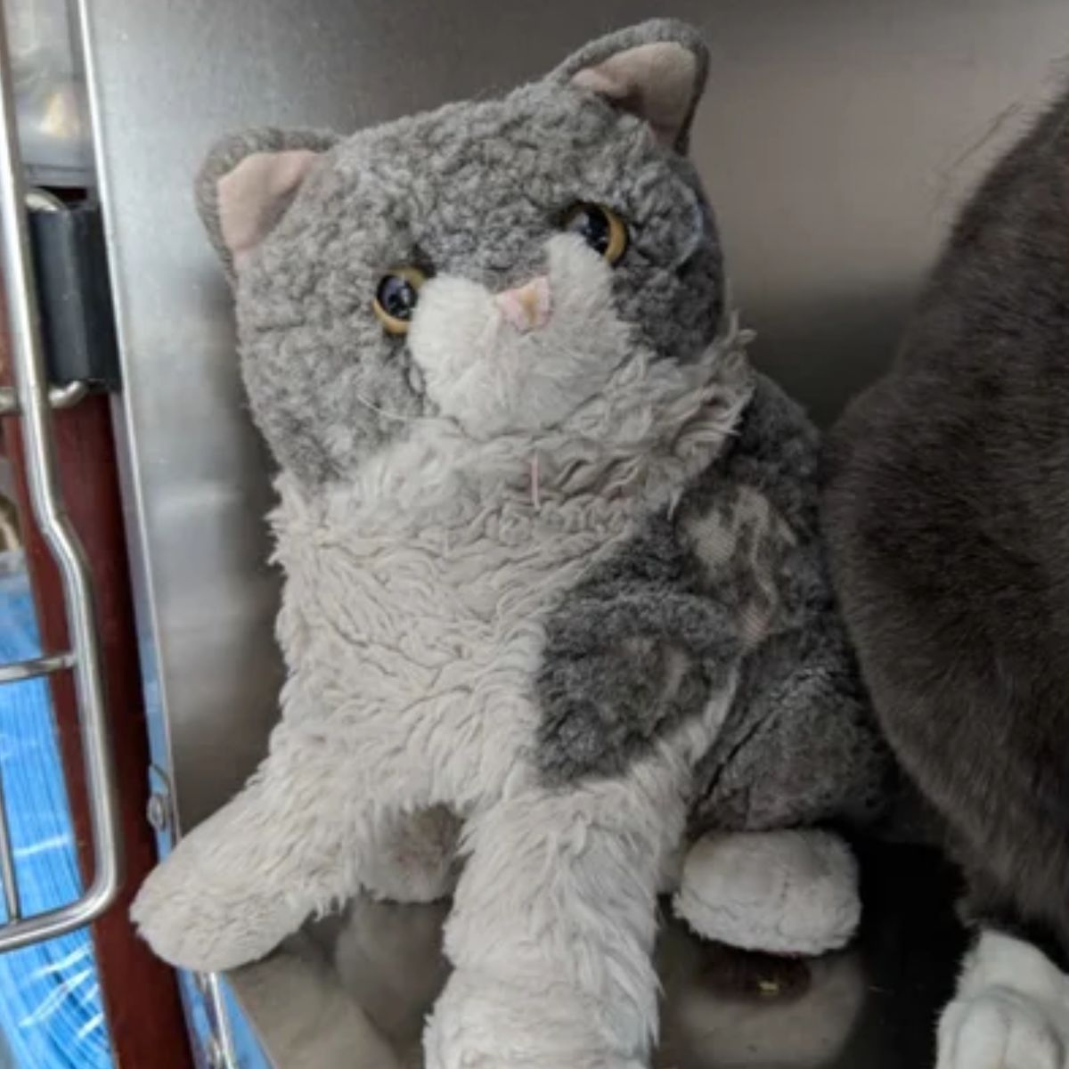 gray toy cat