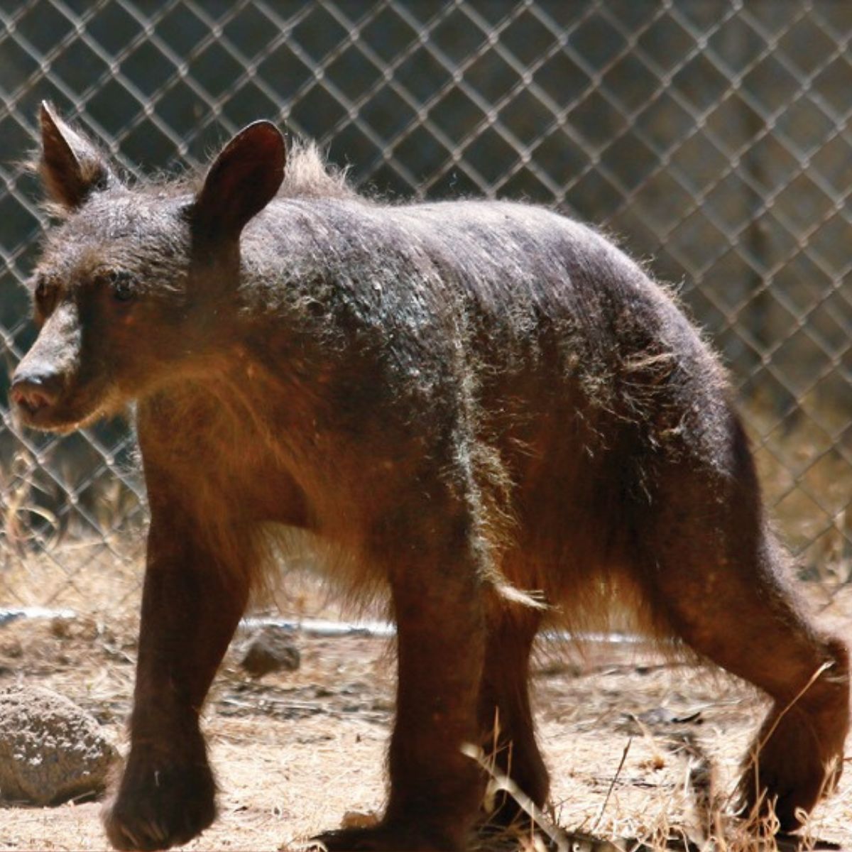 hair of the bald bear began to grow back