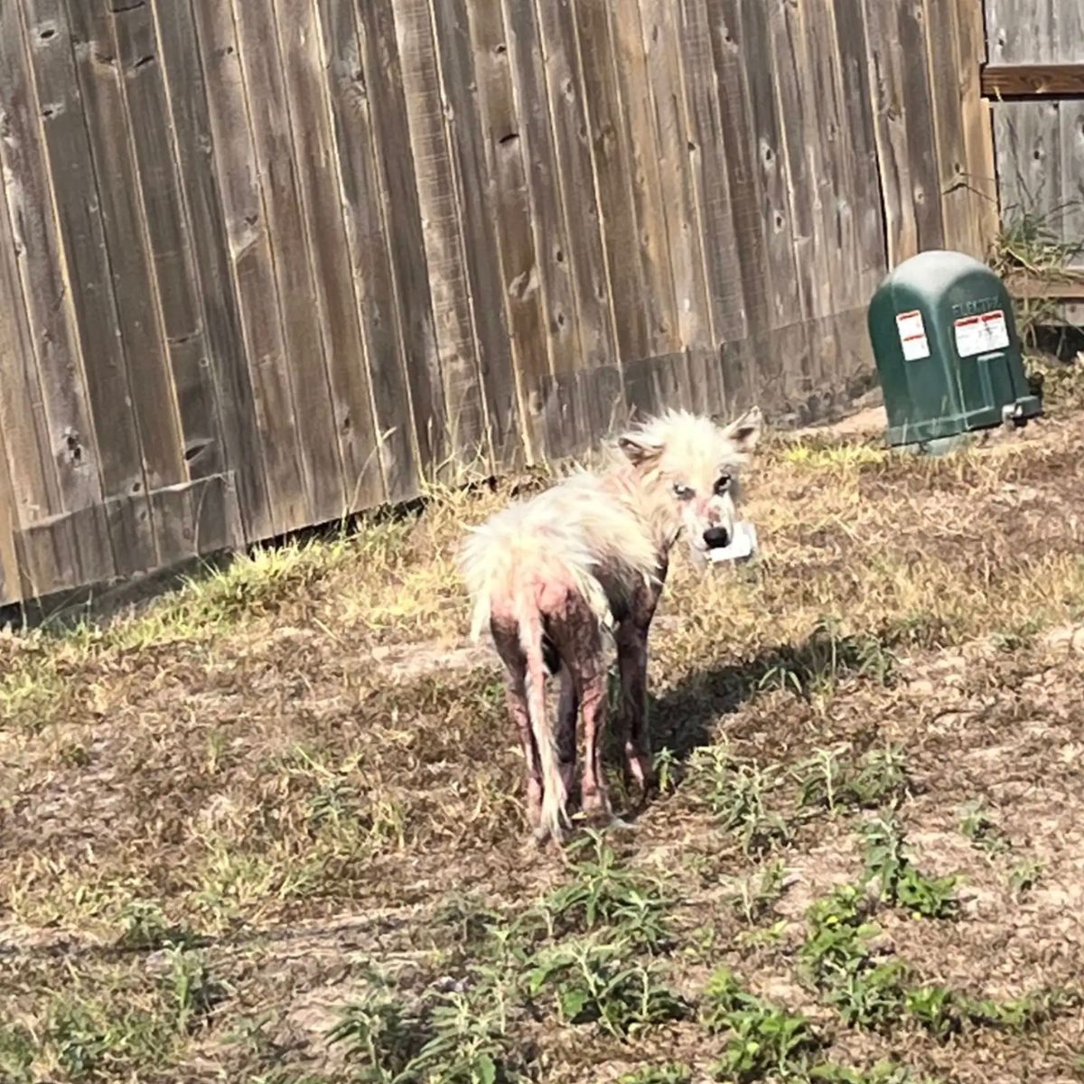 hairless puppy