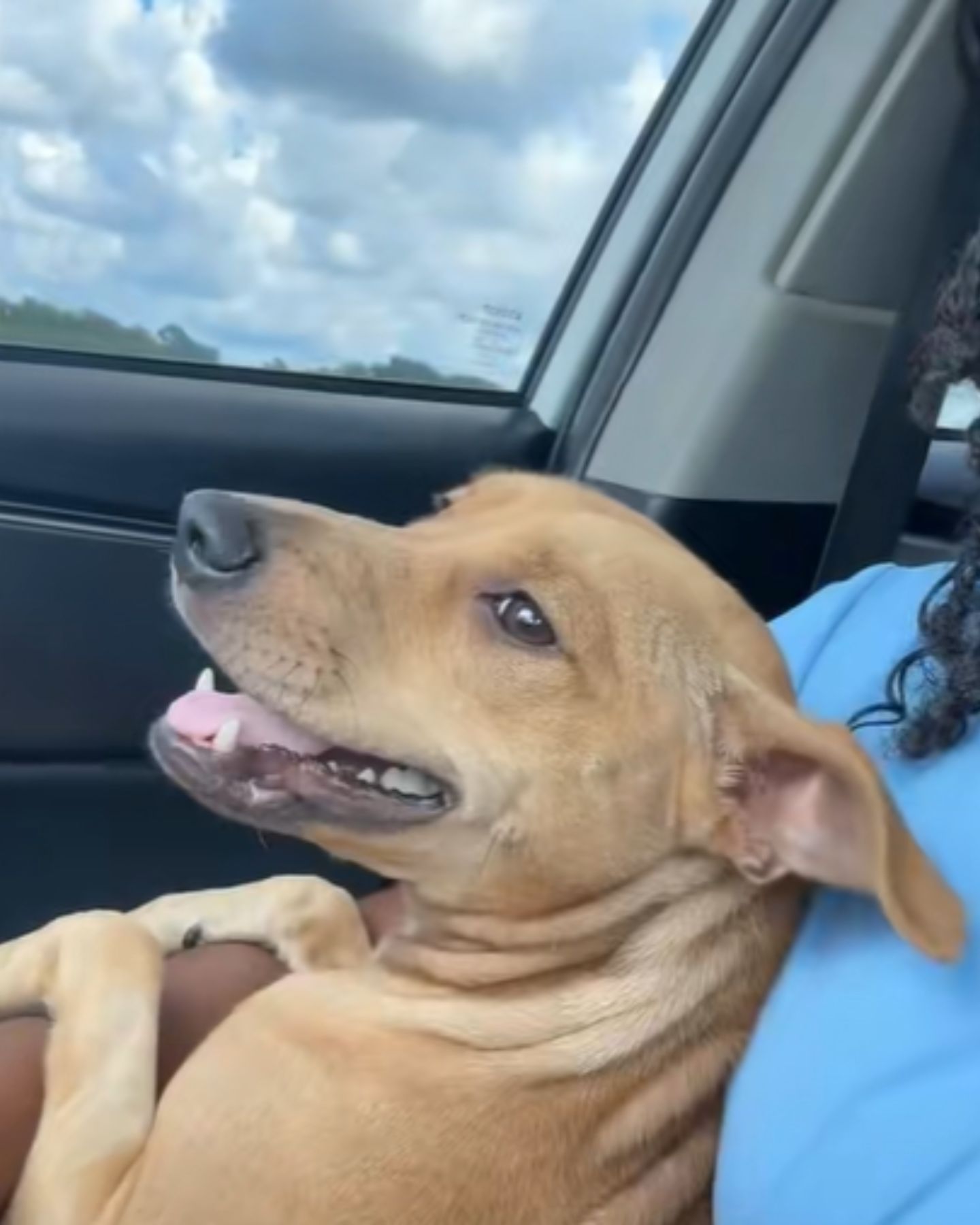 happy cute puppy