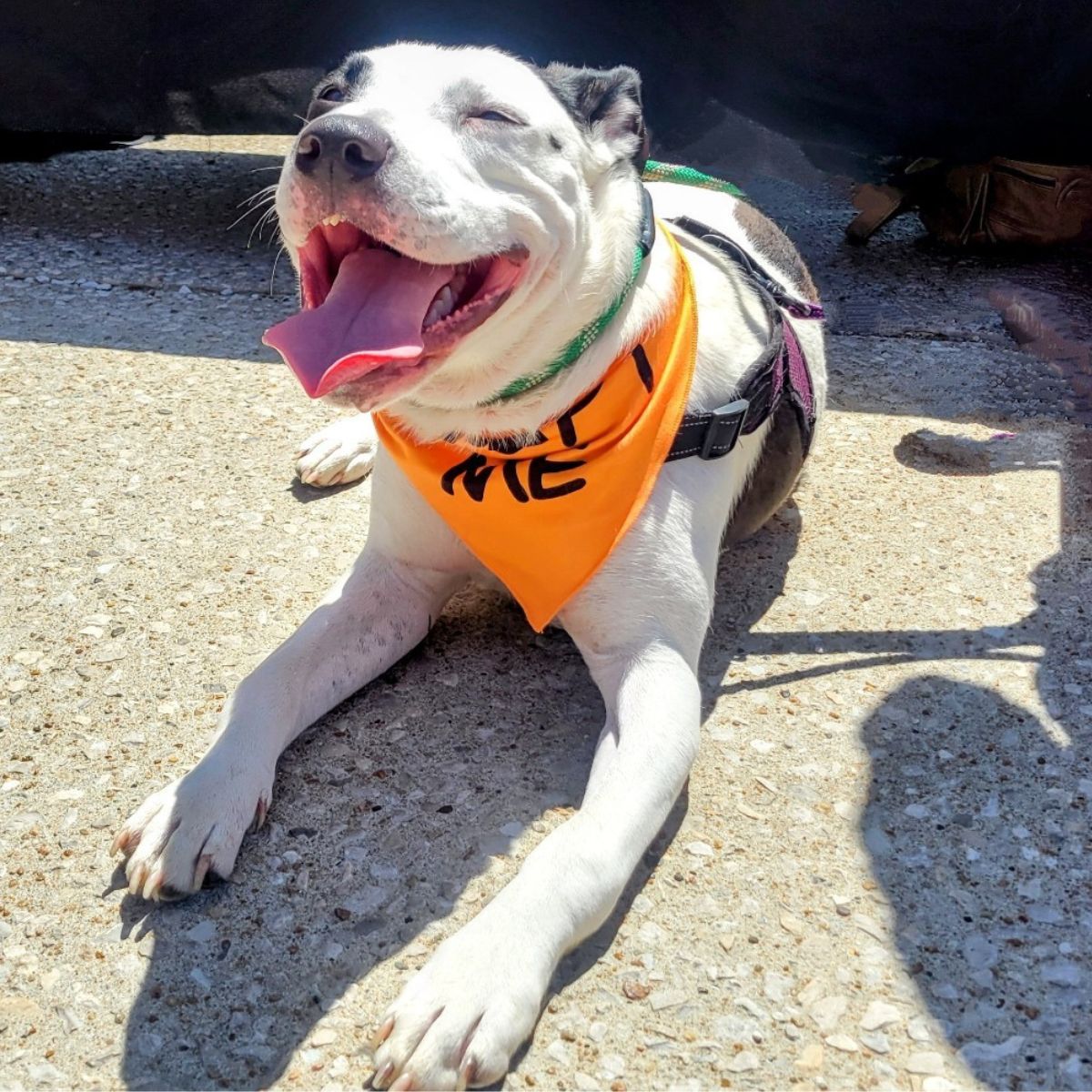 happy dog