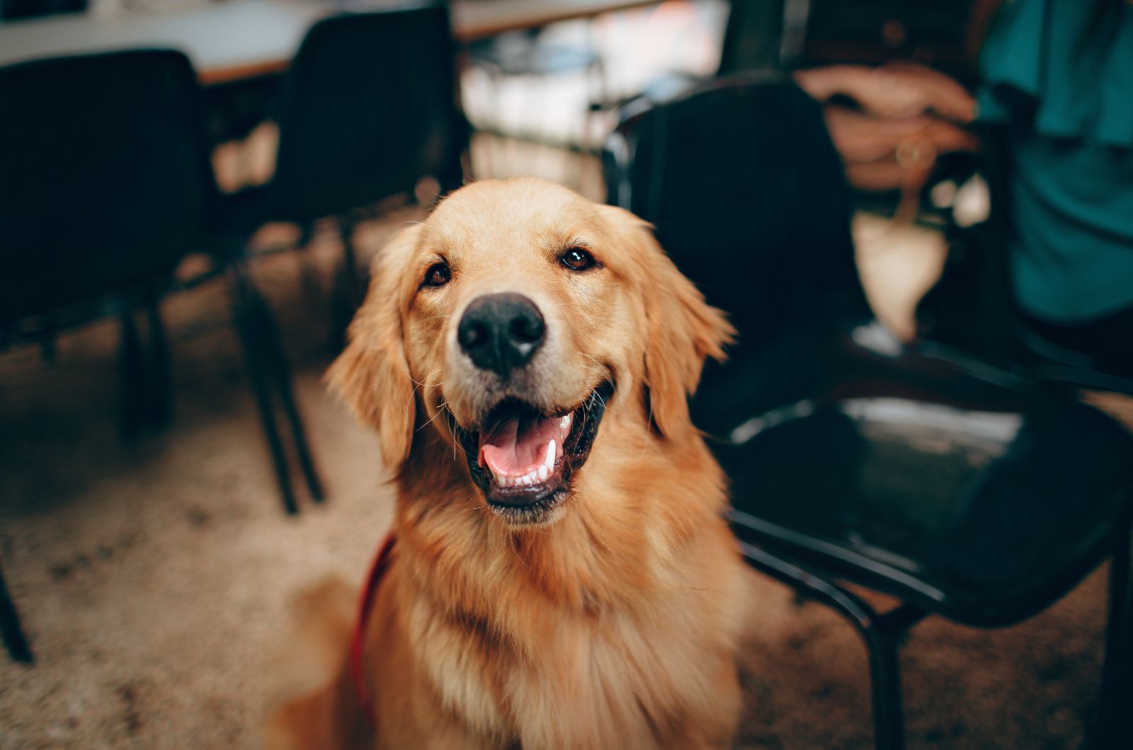 happy golden retriever