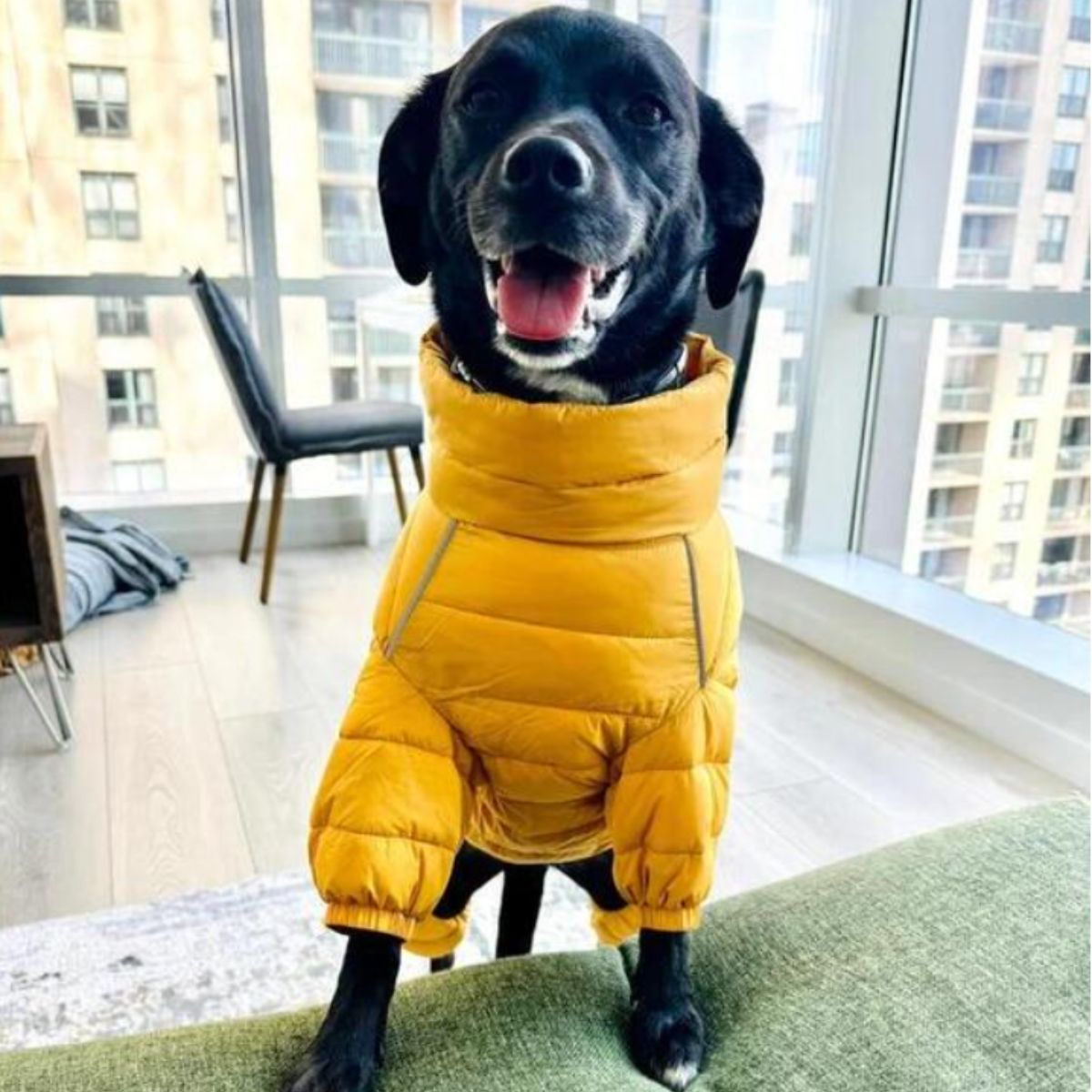 happy pup in his jacket