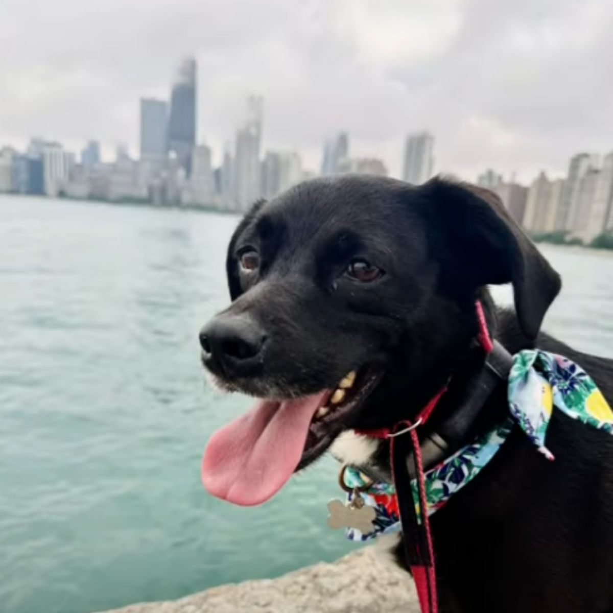 happy pup with tongue out