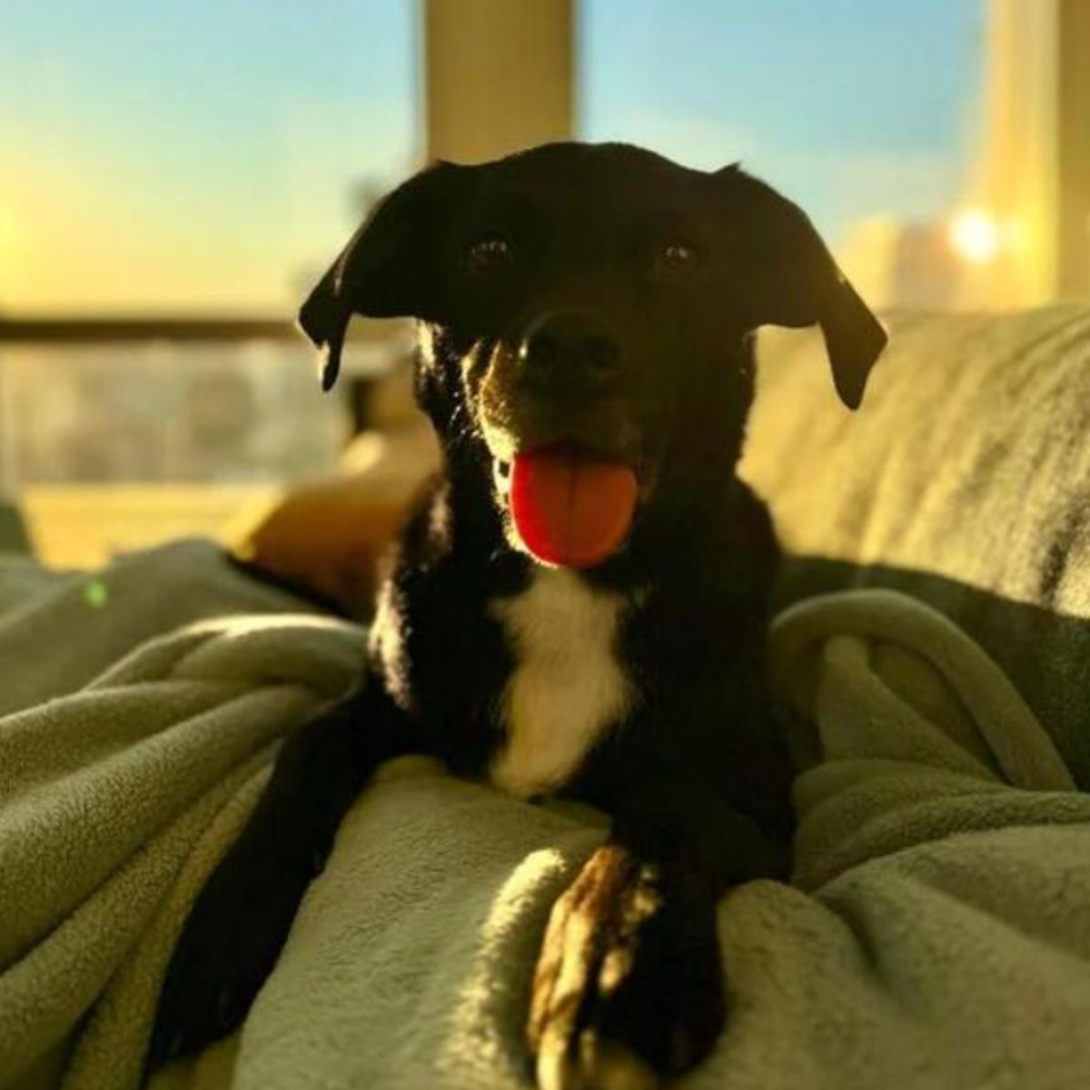 happy pup