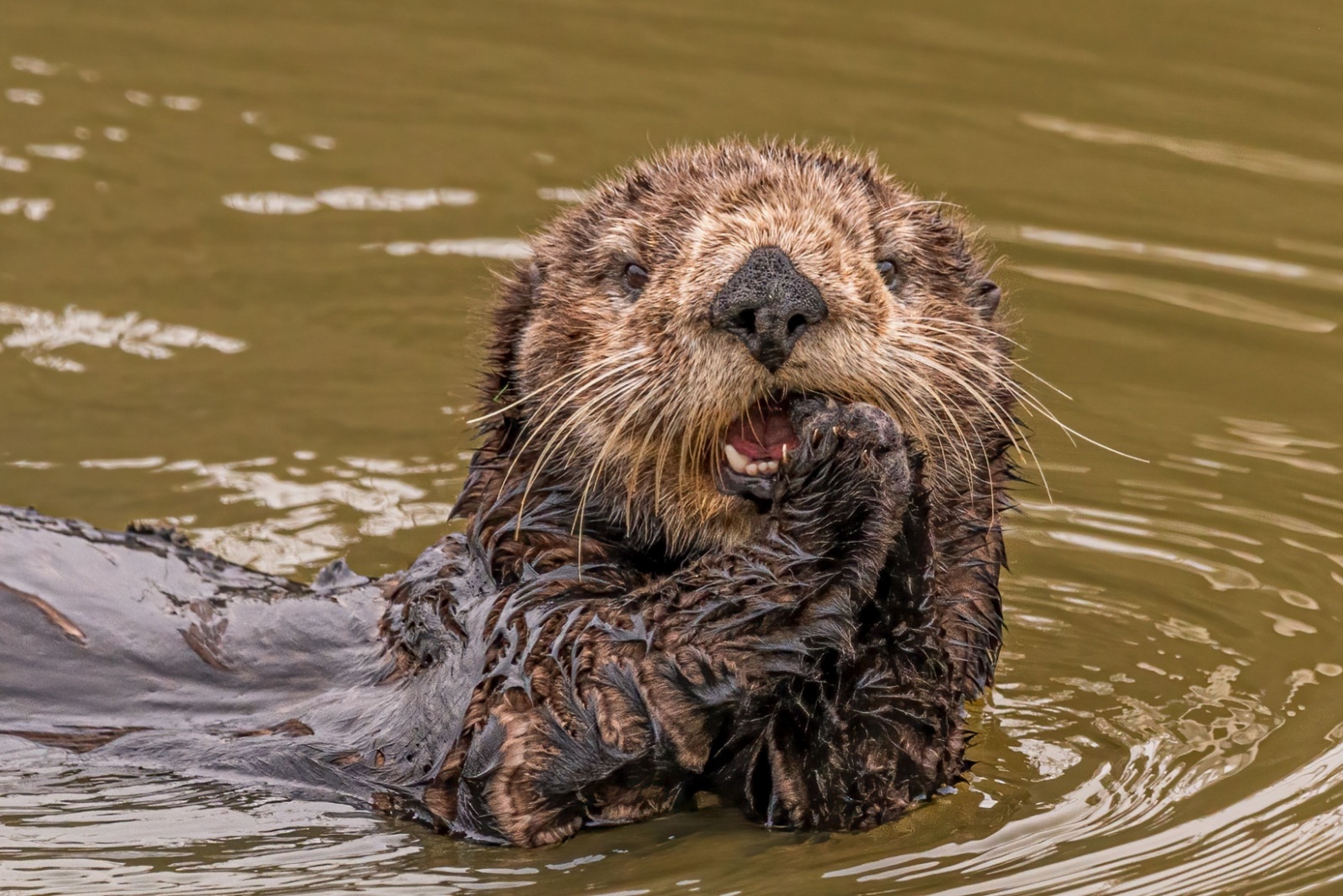 happy sea otter