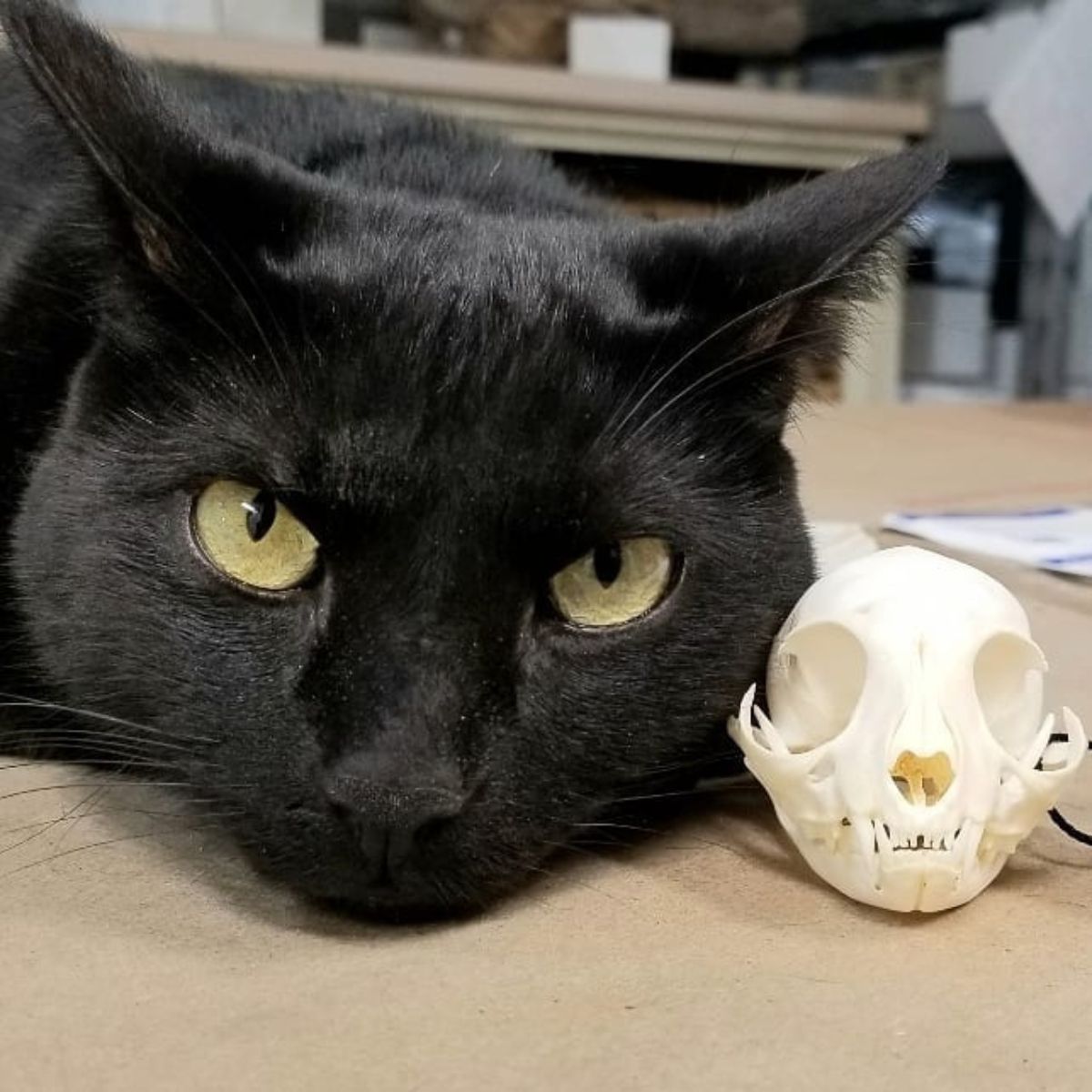 head of a black cat next to the head of a skeleton