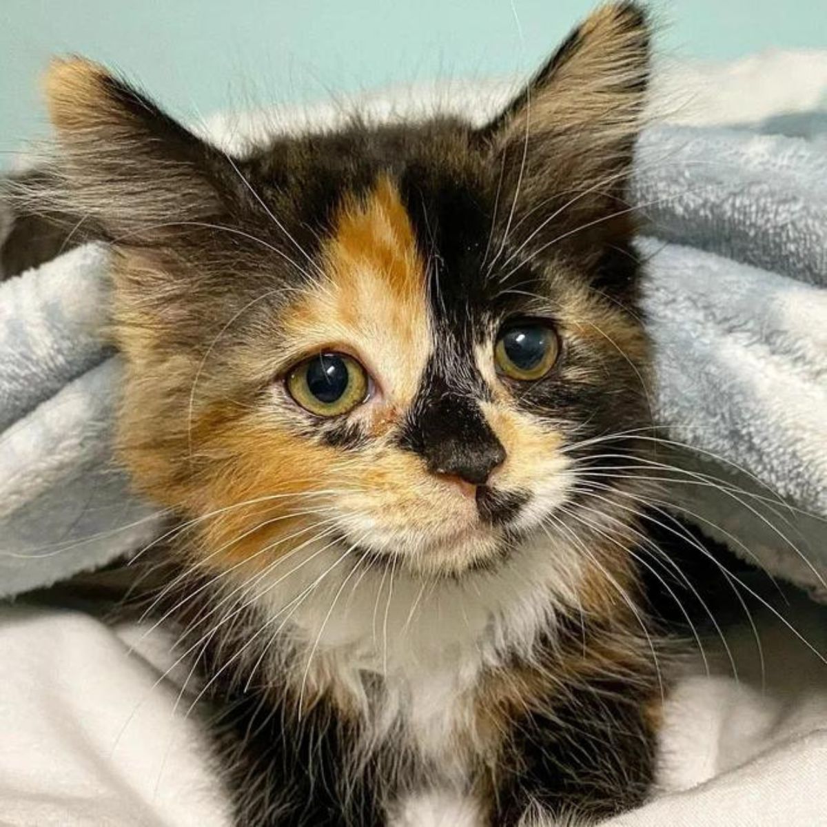 head of a cute colorful cat