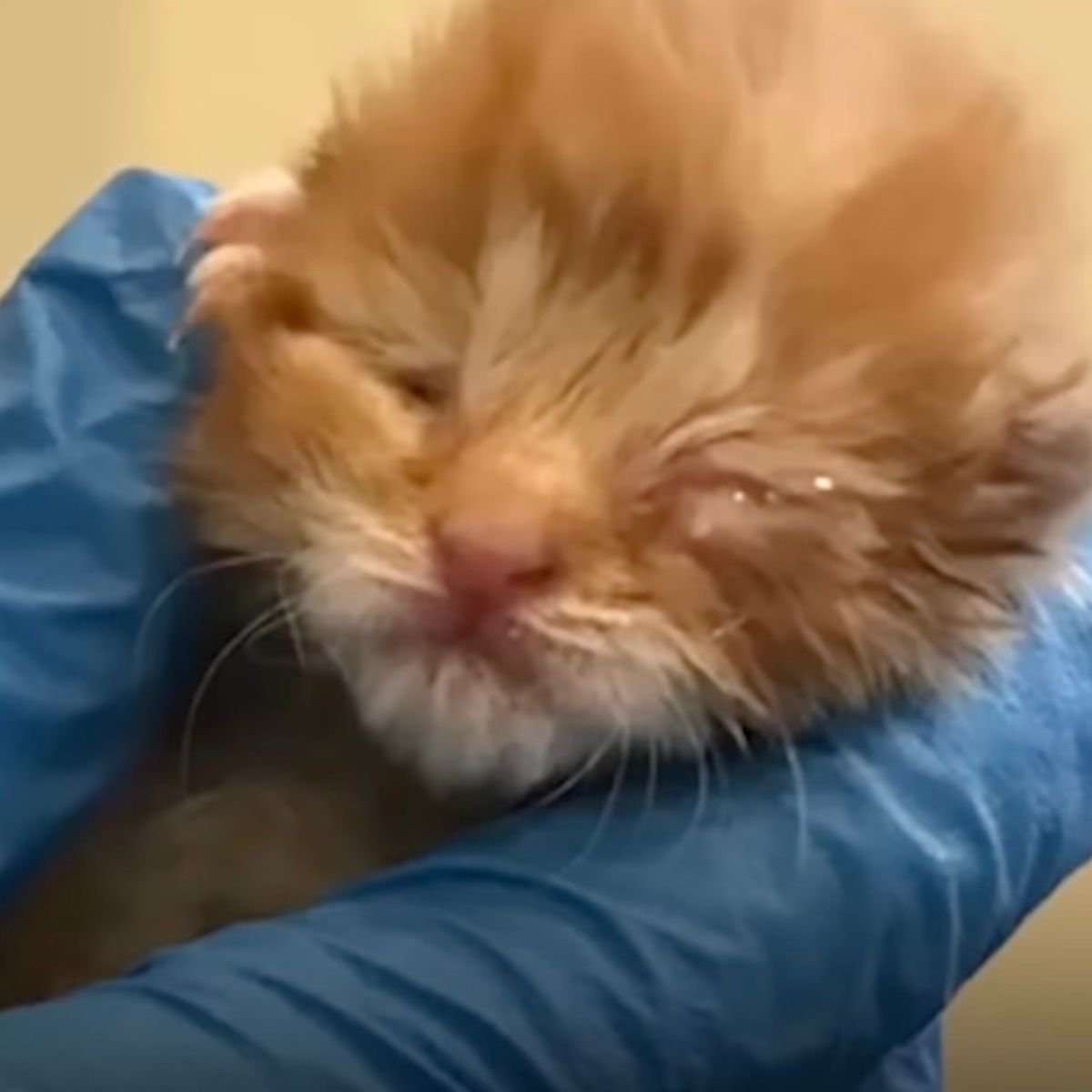 head of a newborn kitten
