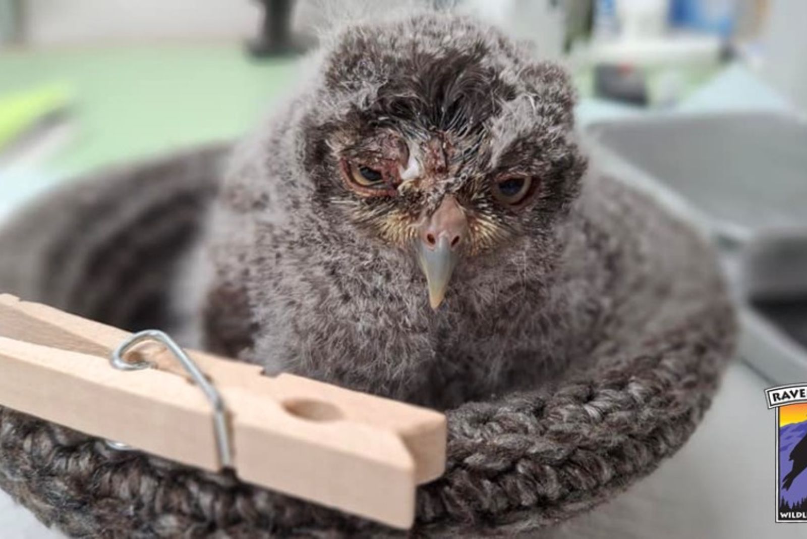helping an injured owl