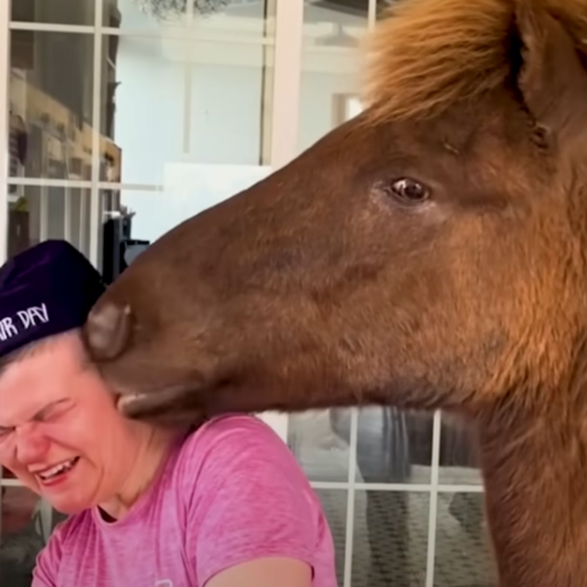 horse kisses the woman