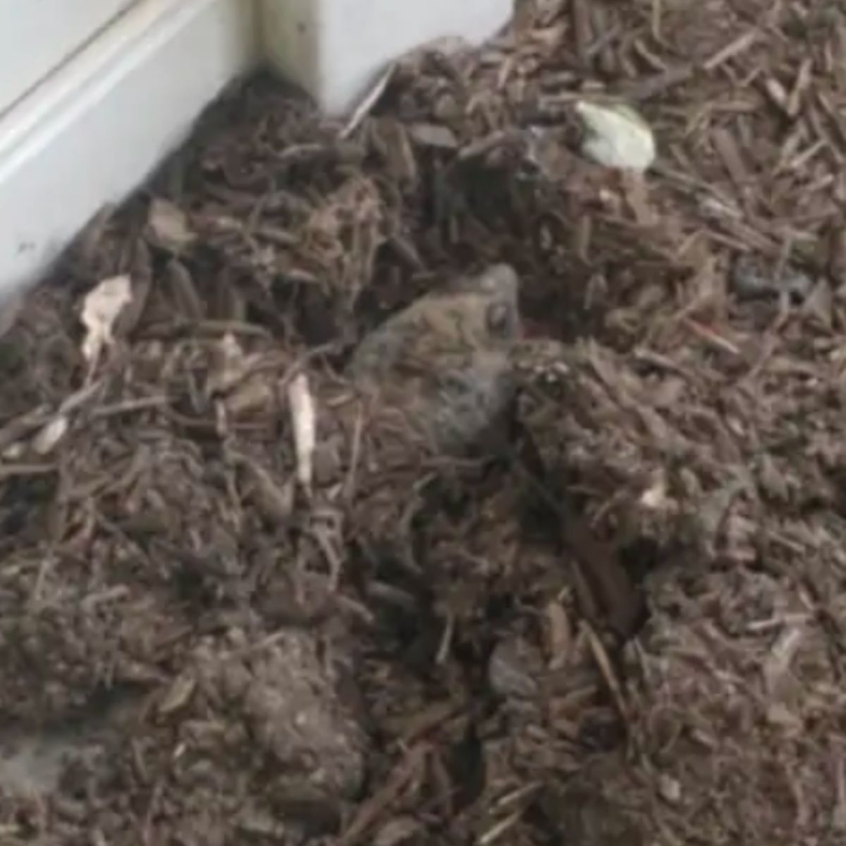 huge animal buried in mulch
