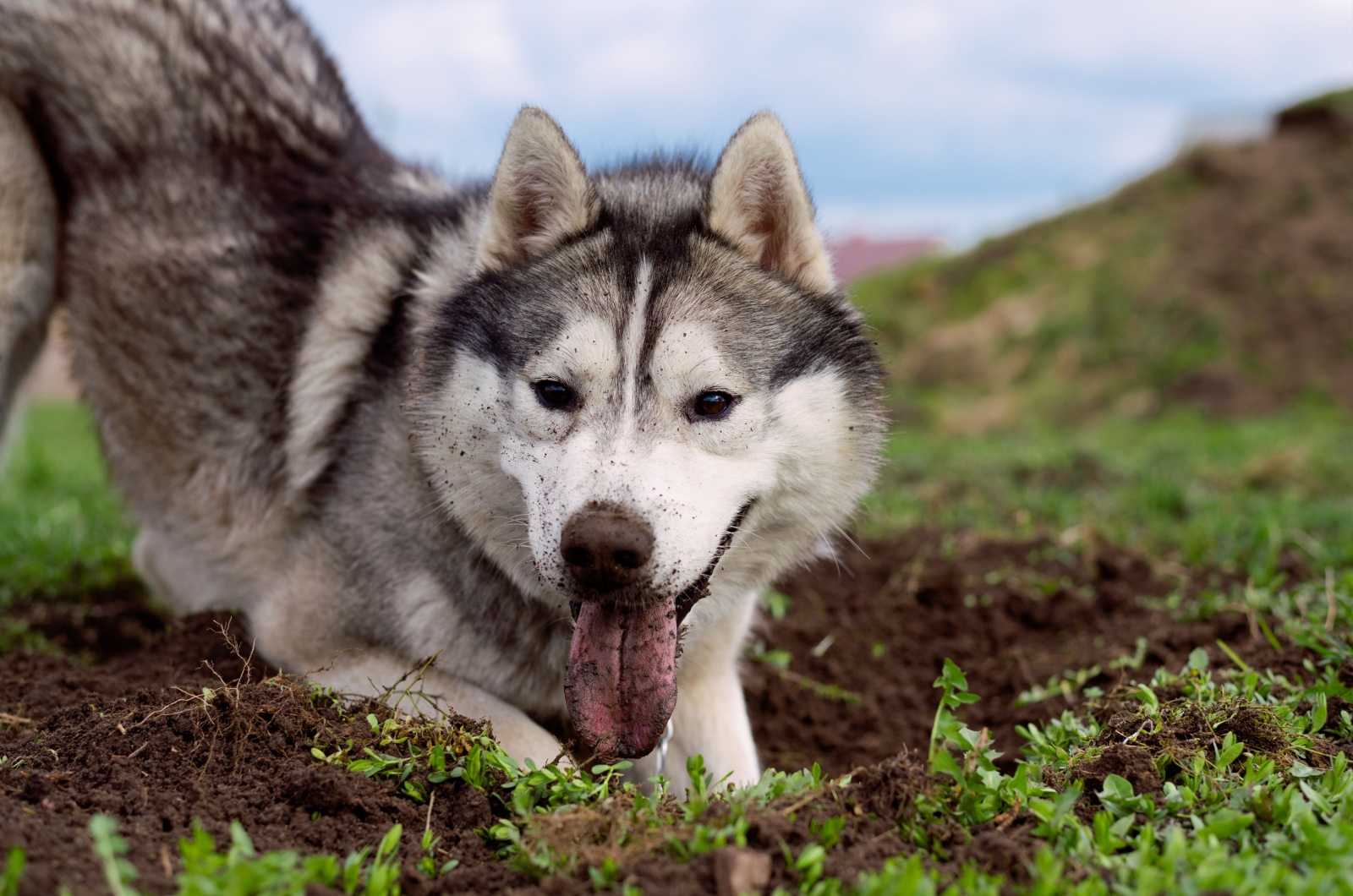 husky digging dirt