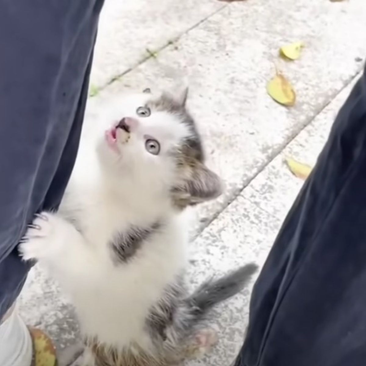injured kitten clings to a stranger's leg