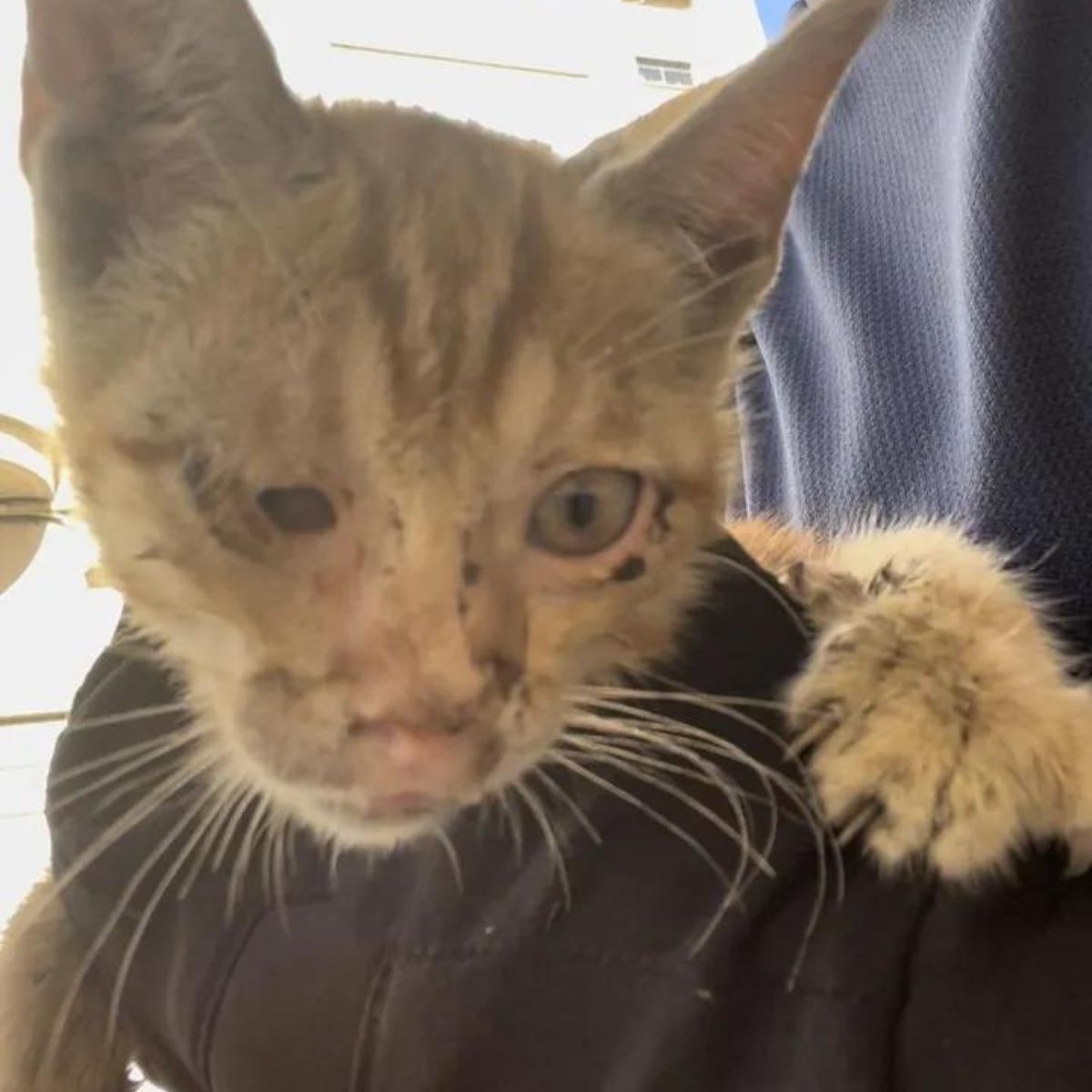 injured kitten found under the bus