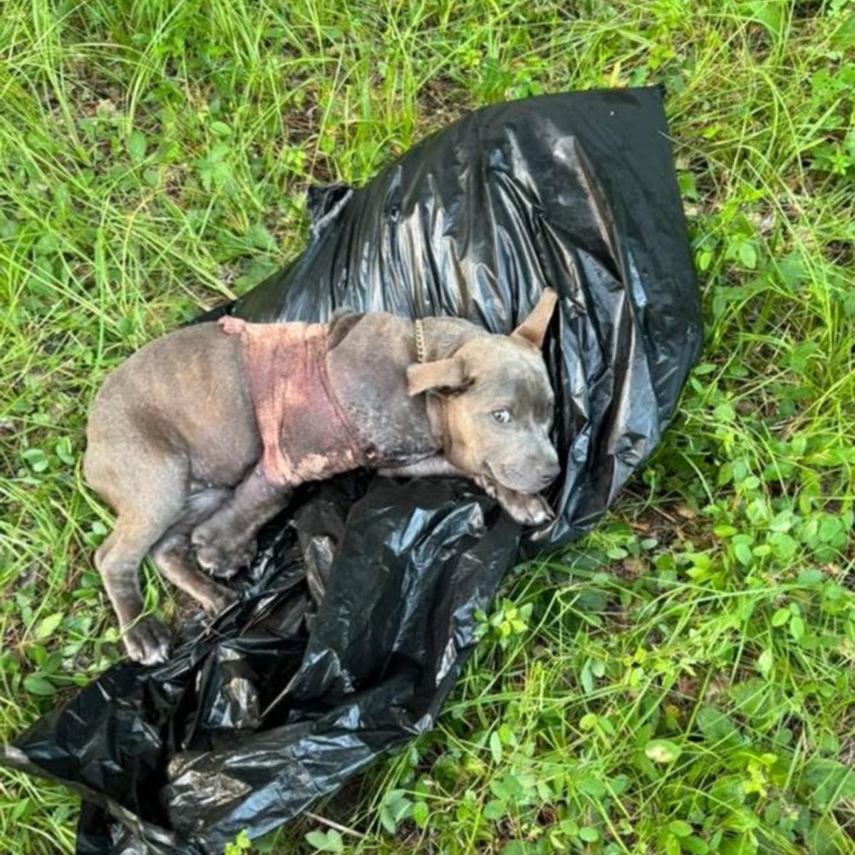 injured puppy lies on the sack