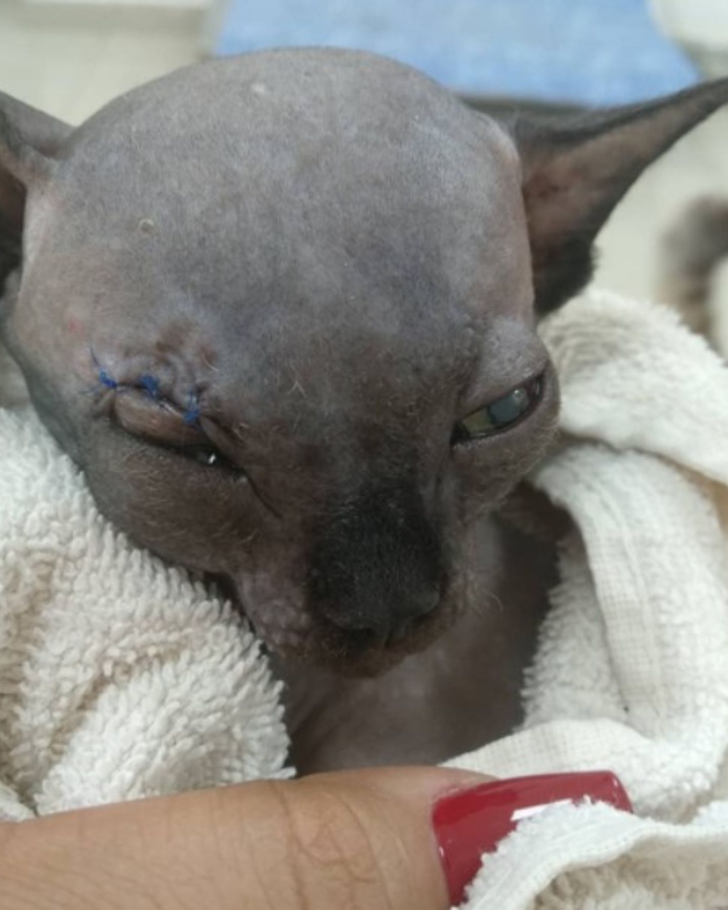 injured sphynx kitten