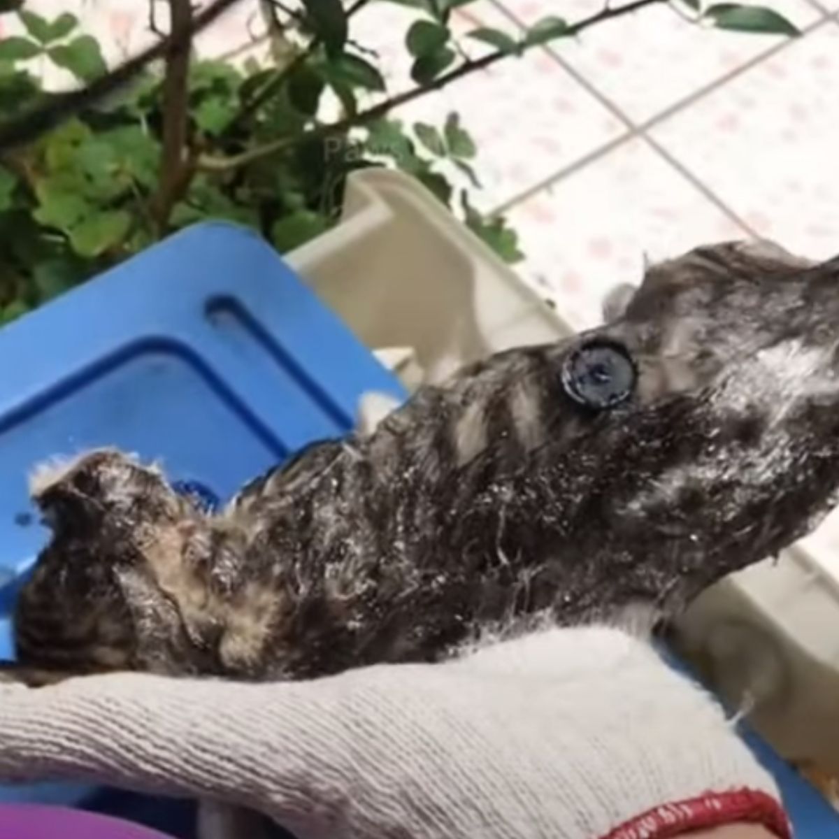 kitten all covered in glue