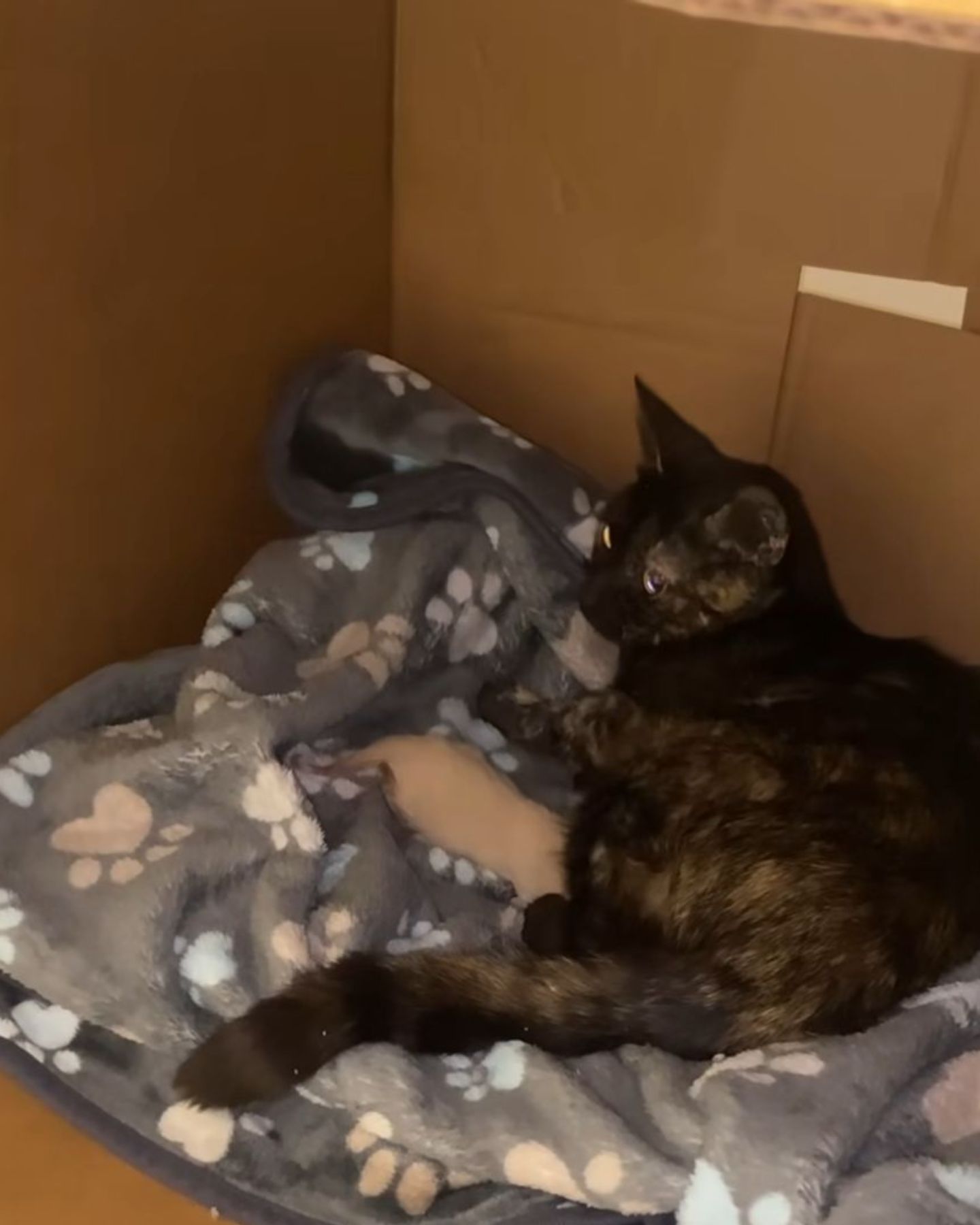 kitten and mother cat in a box