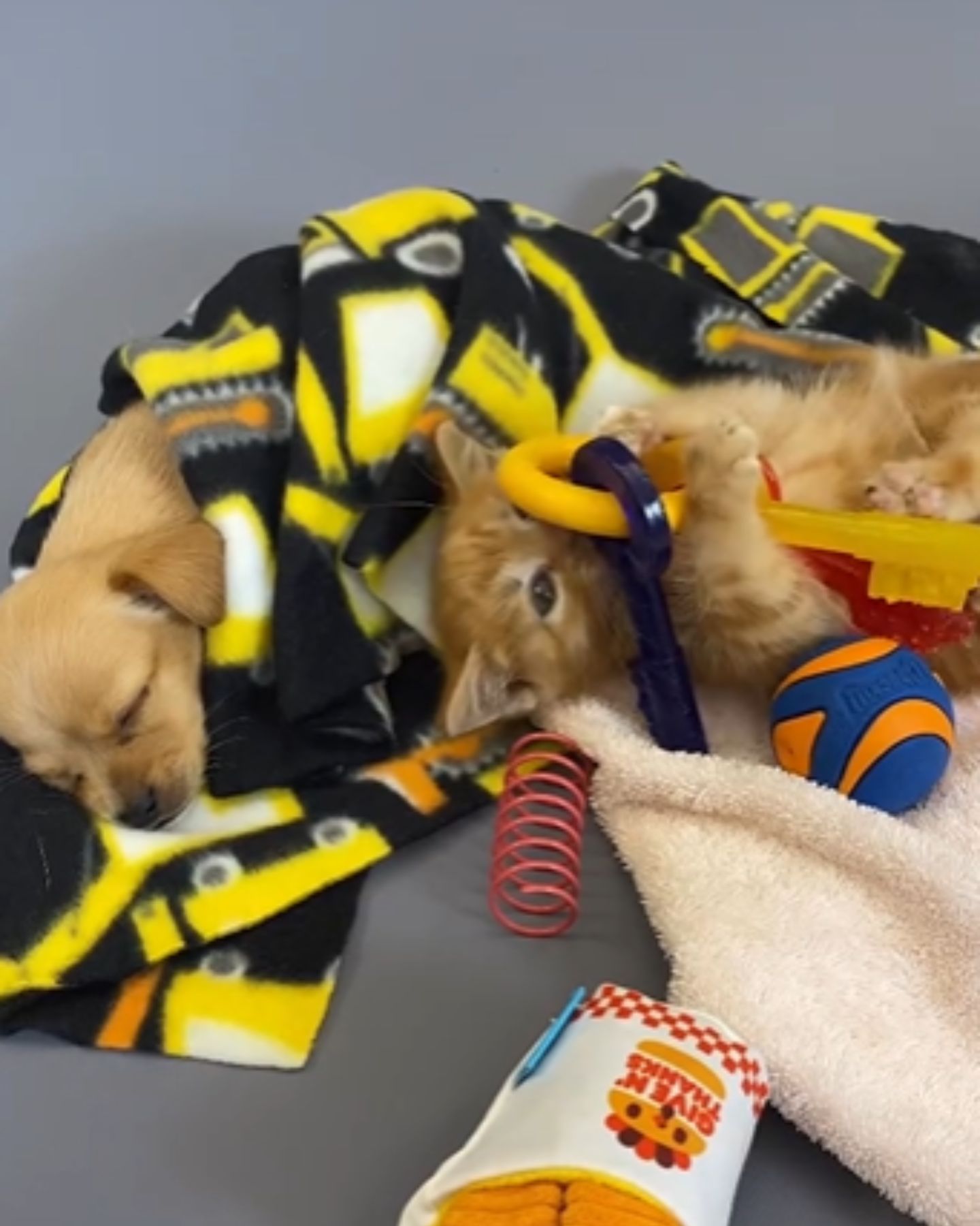 kitten and puppy in clothes