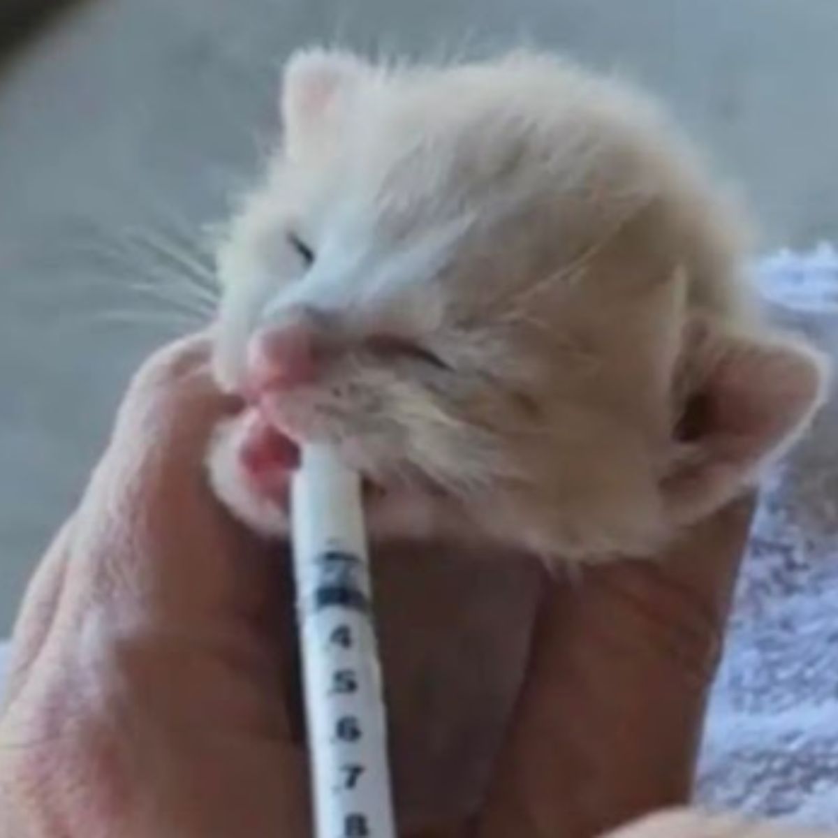 kitten drinks milk from a syringe