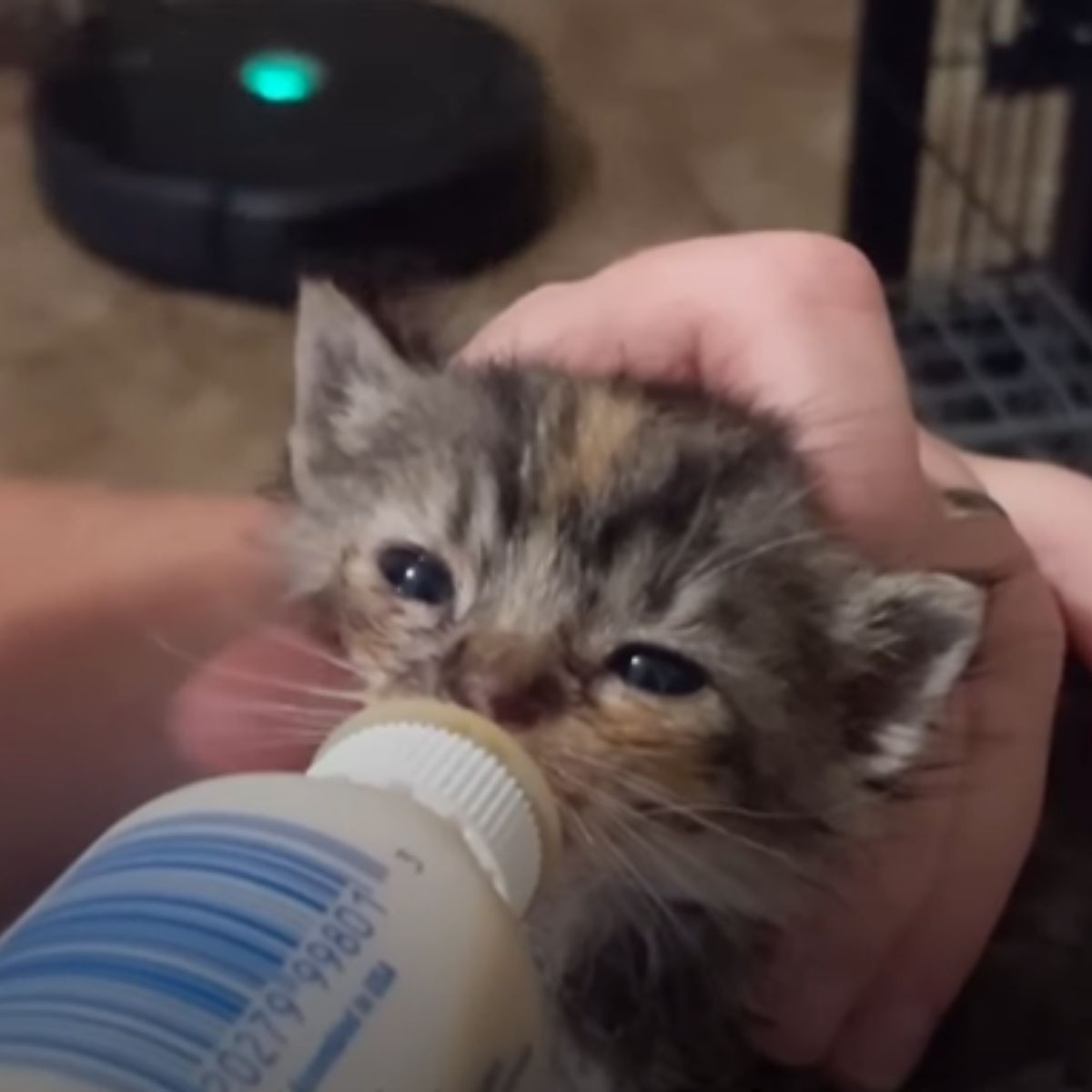 kitten drinks milk