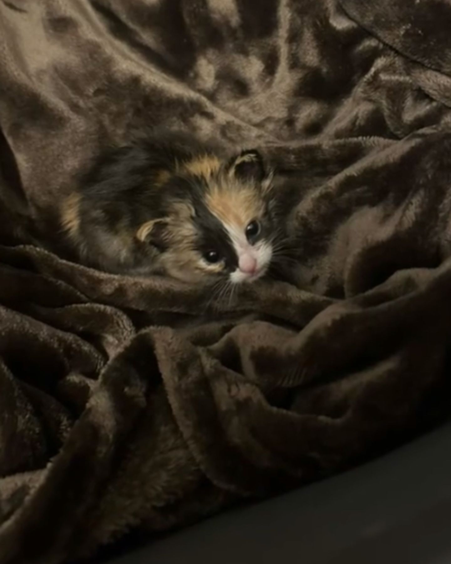 kitten in a blanket