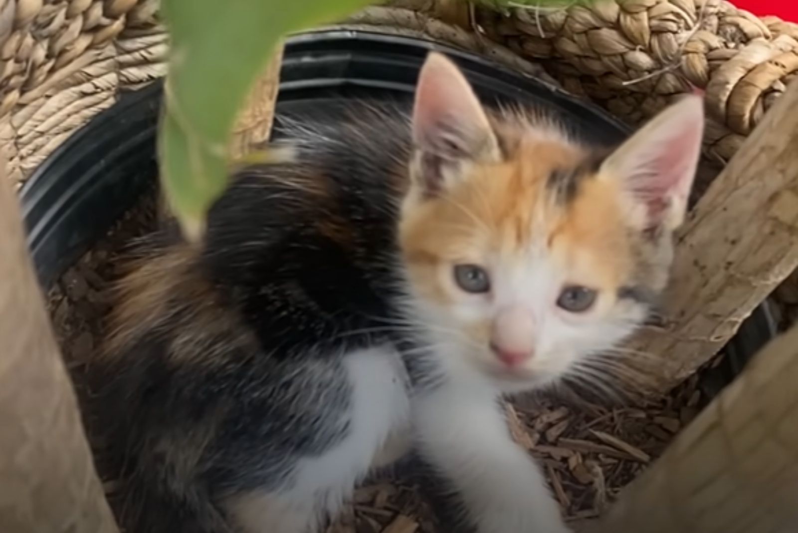 kitten in basket