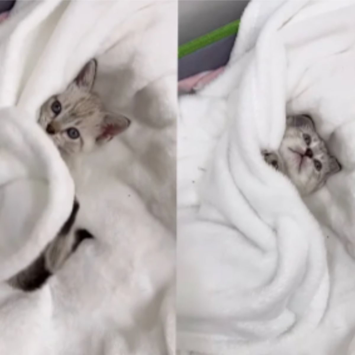 kitten in the bed