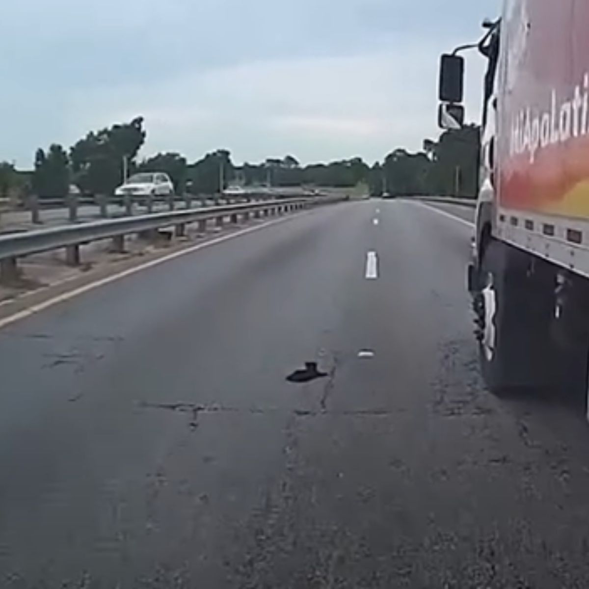kitten in the middle of the road