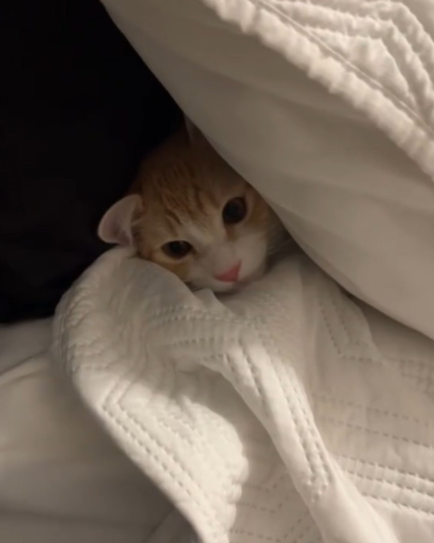 kitten is hiding